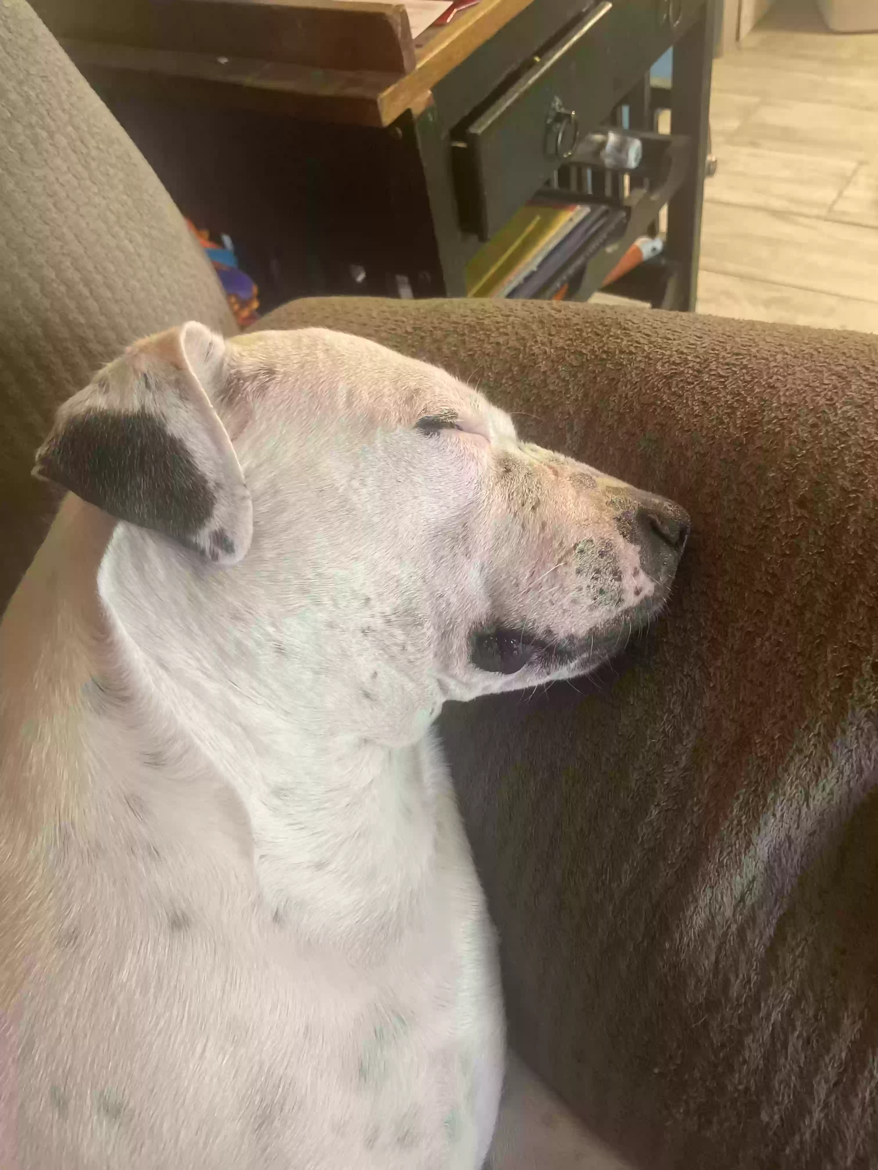 adoptable Dog in Tucson,AZ named Momma, Annie, Alice