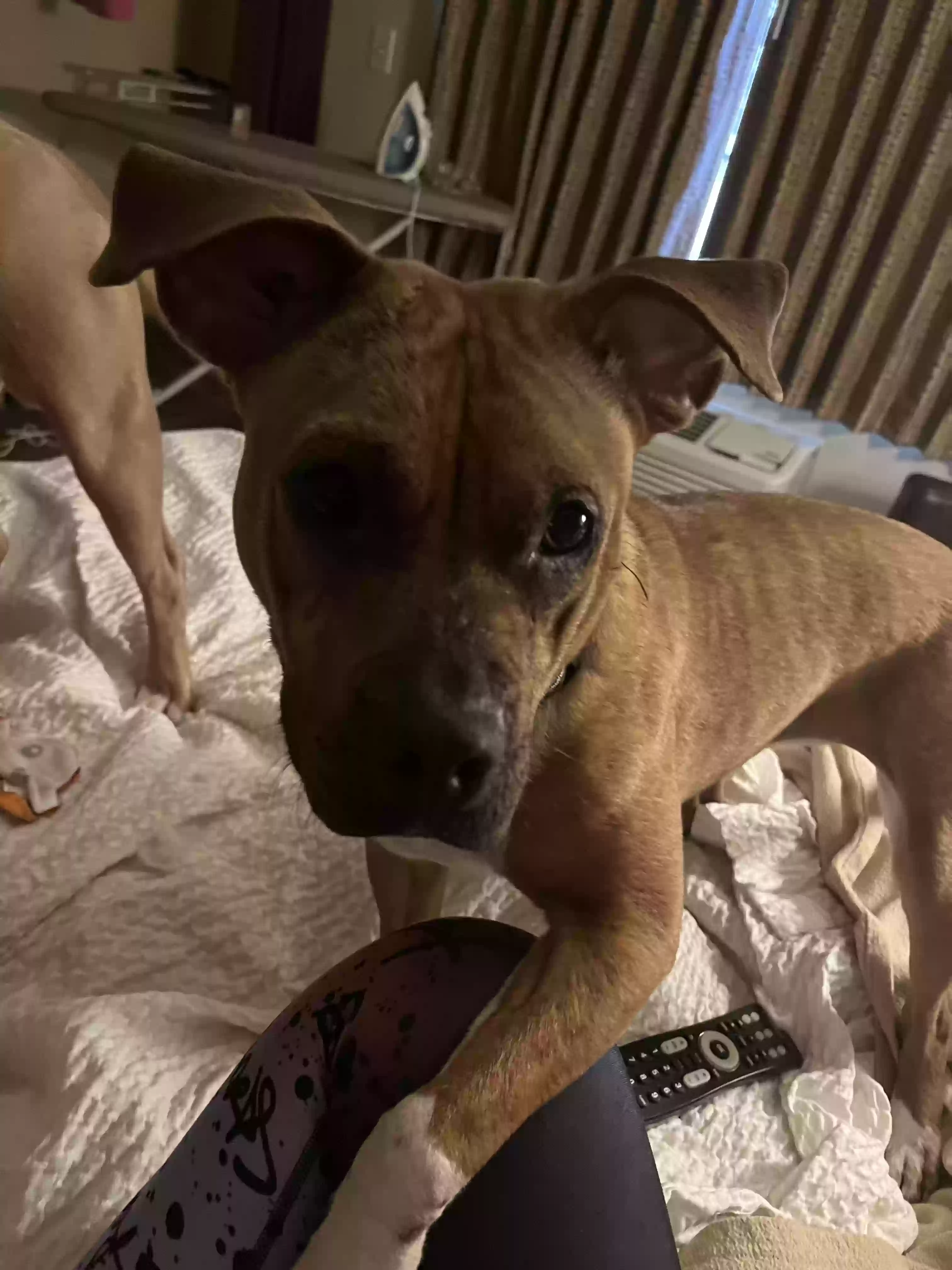 adoptable Dog in Covington,KY named Krae Krae & Lil Bit