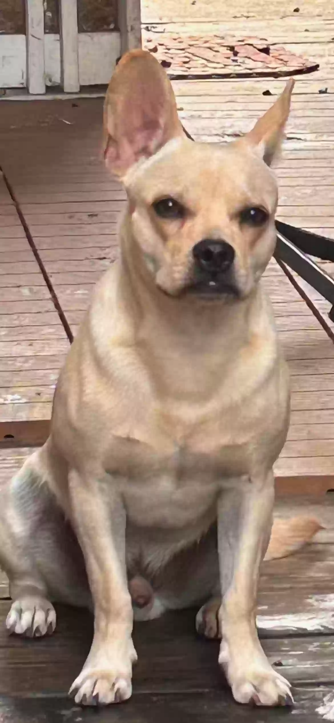 adoptable Dog in Easton,PA named Otis