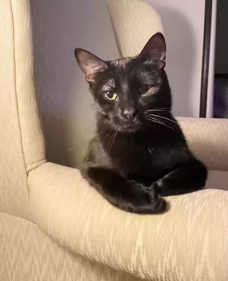 adoptable Cat in Niagara Falls,NY named Max