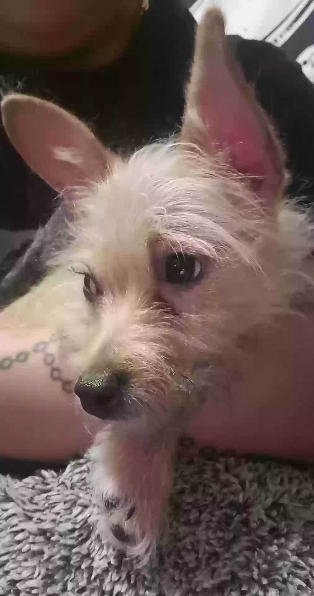 adoptable Dog in Tulsa,OK named Oso