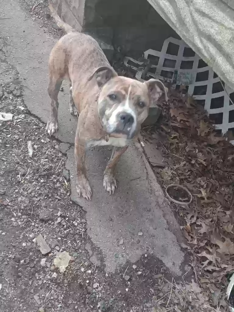 adoptable Dog in East Orange,NJ named Royalty