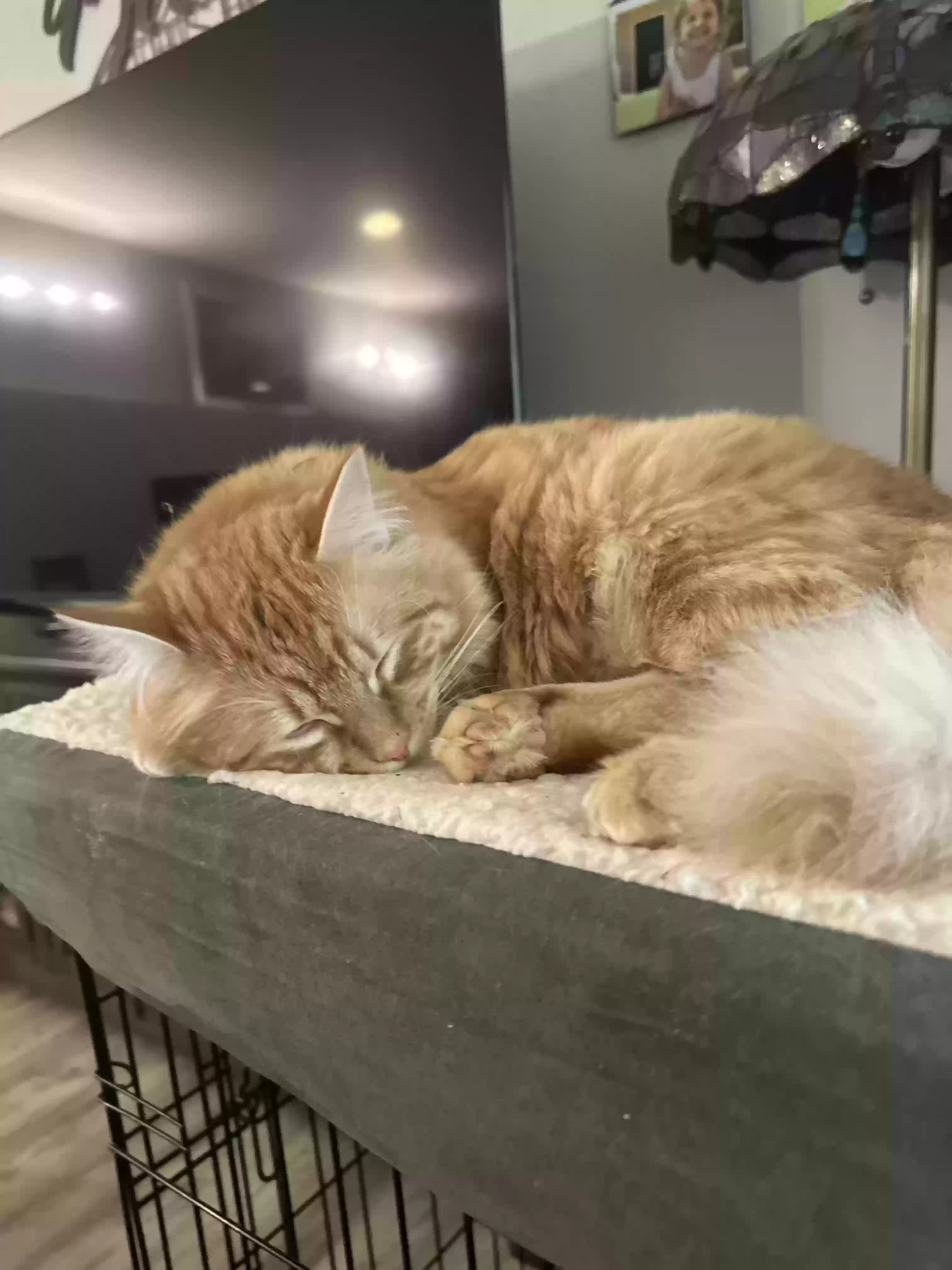 adoptable Cat in Olympia,WA named Nemo
