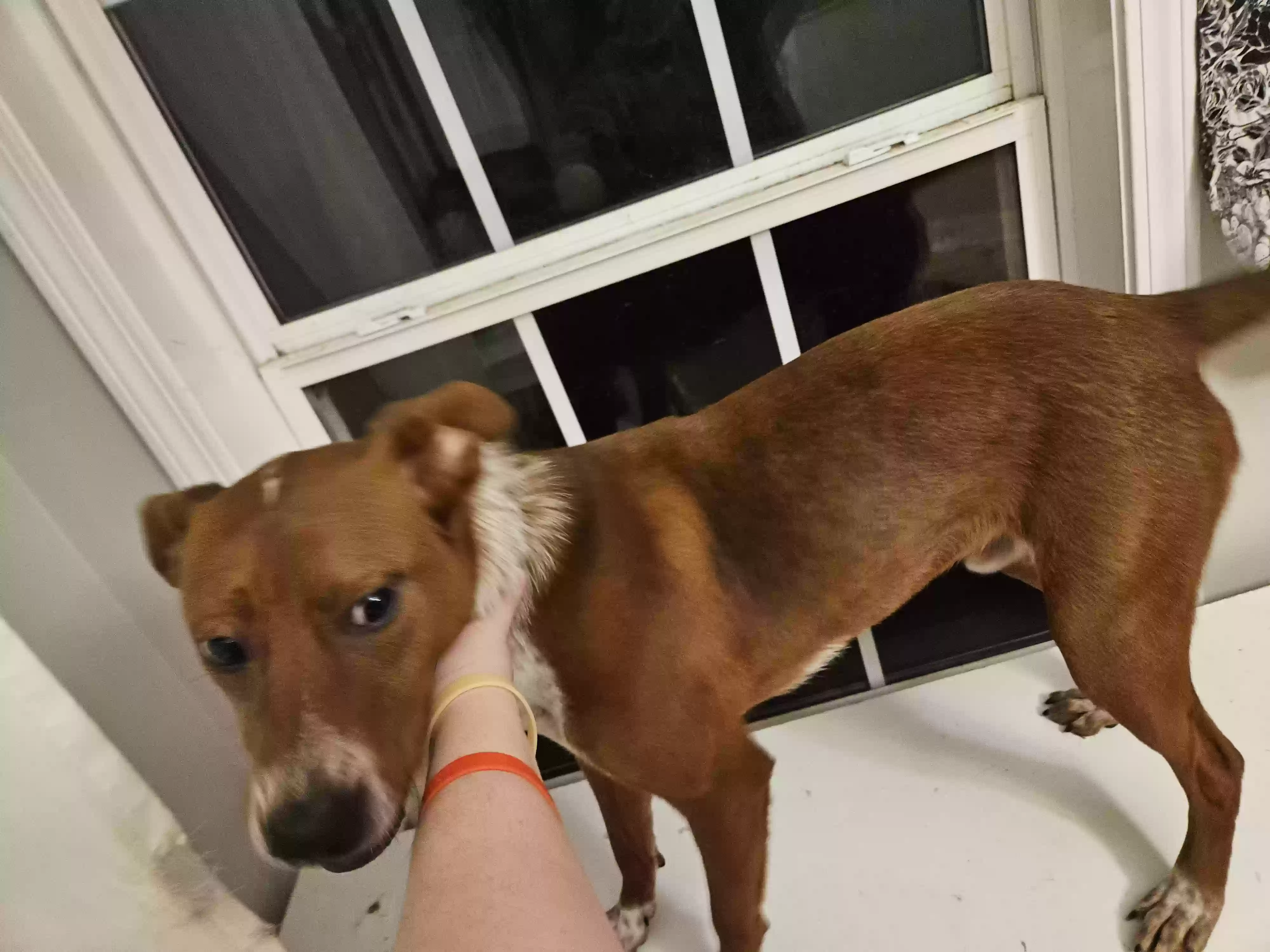adoptable Dog in Adairsville,GA named Brownie