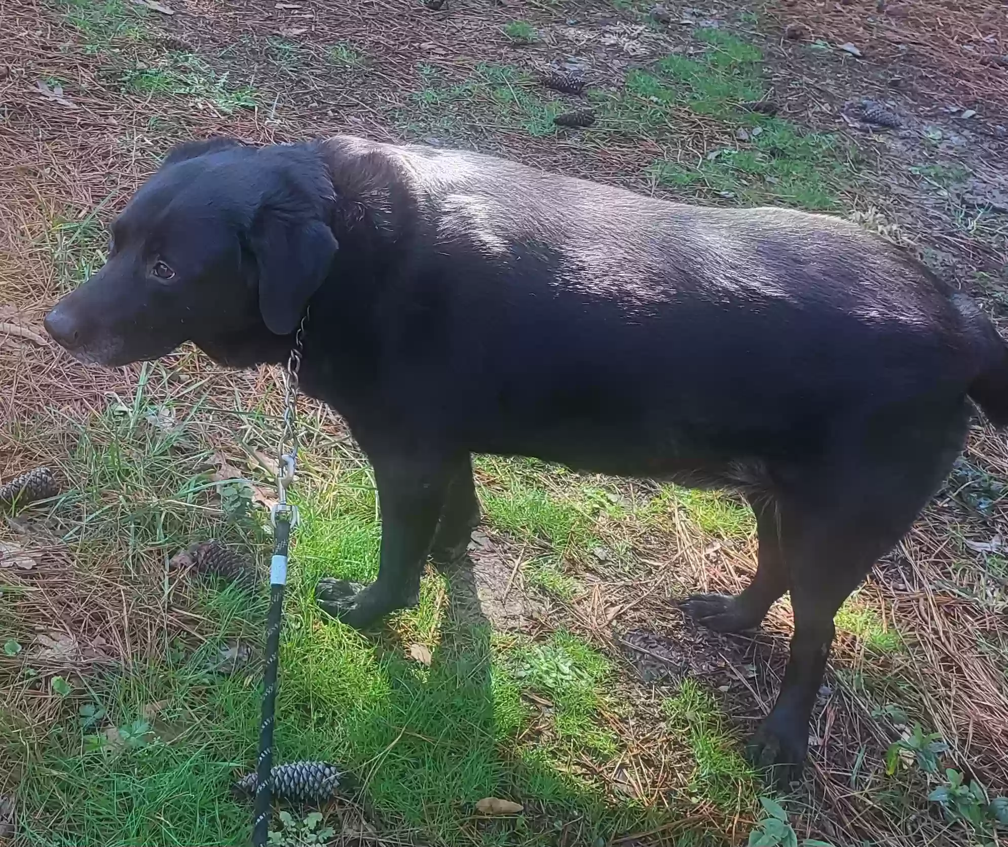 adoptable Dog in Richmond,VA named Zeus