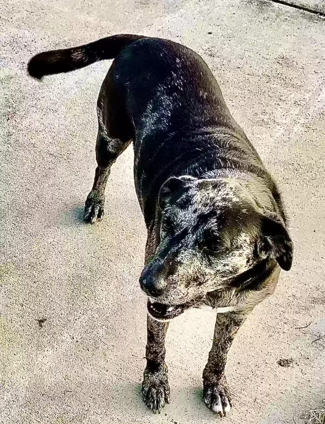 adoptable Dog in Mckinney,TX named Grace