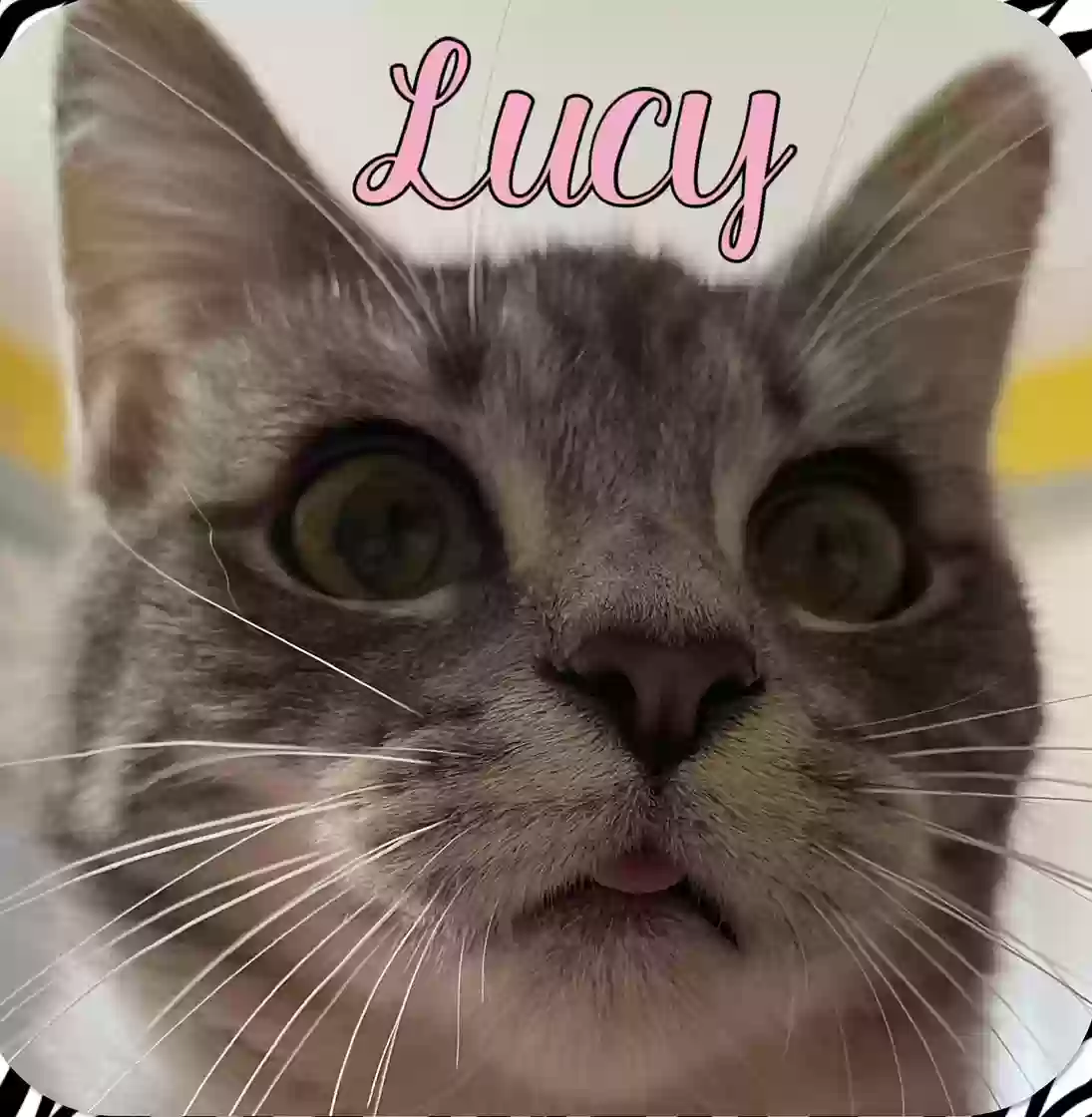 adoptable Cat in Livonia,MI named Lucy