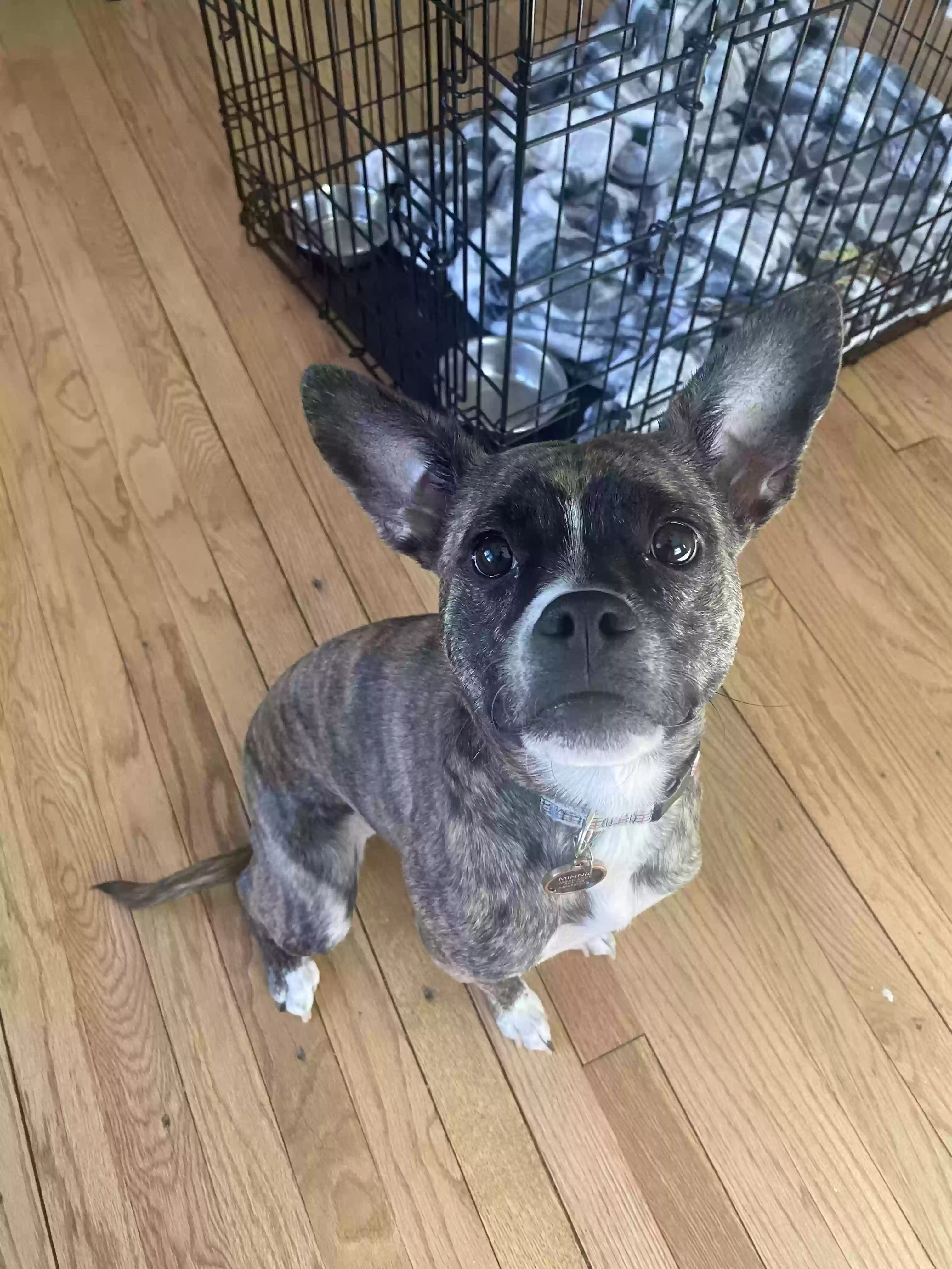 adoptable Dog in Denver,CO named Minnie