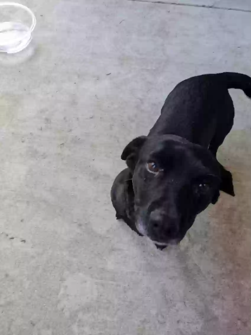 adoptable Dog in Clovis,CA named Bruno