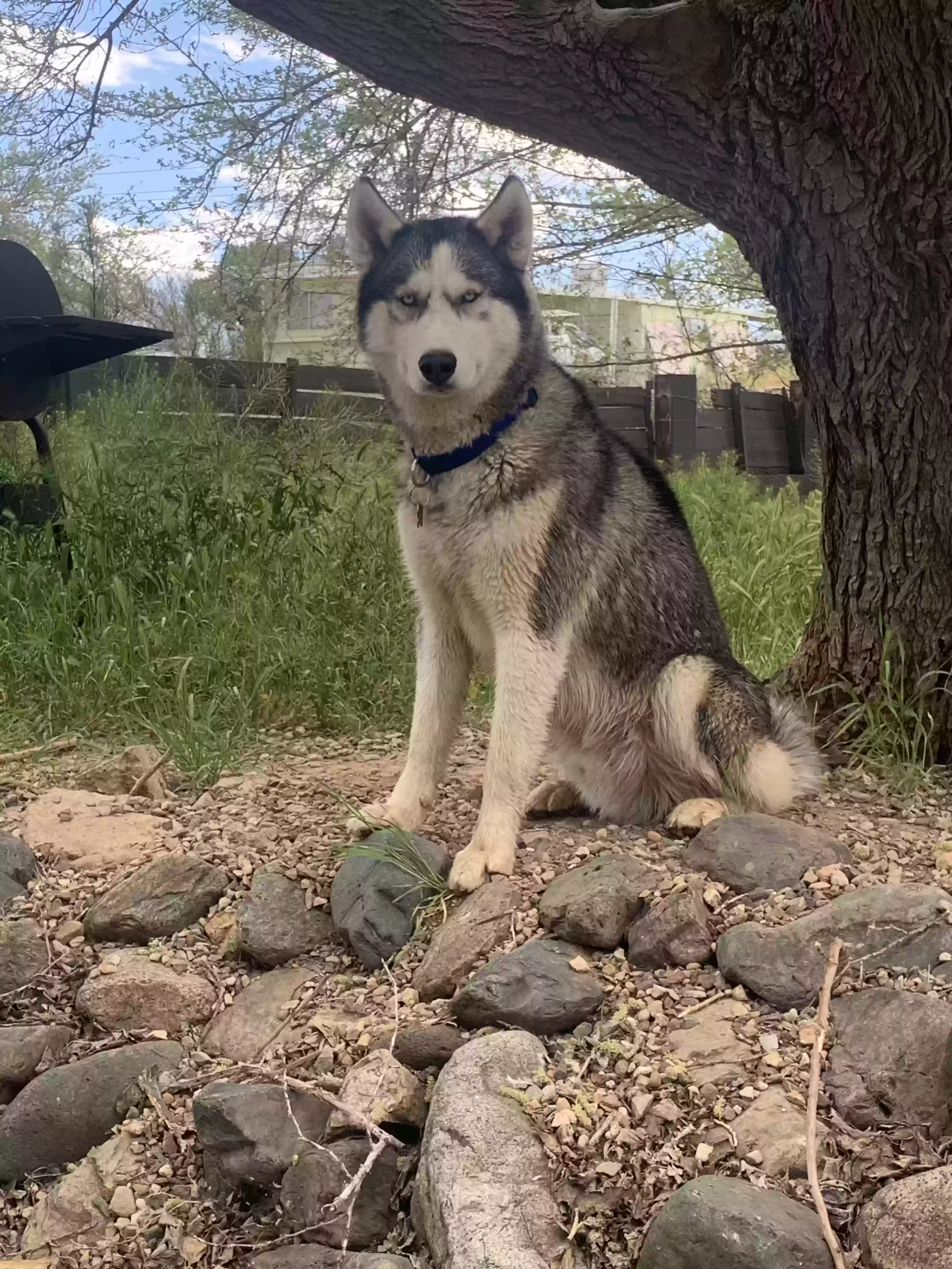 adoptable Dog in Cottonwood,AZ named Mylo