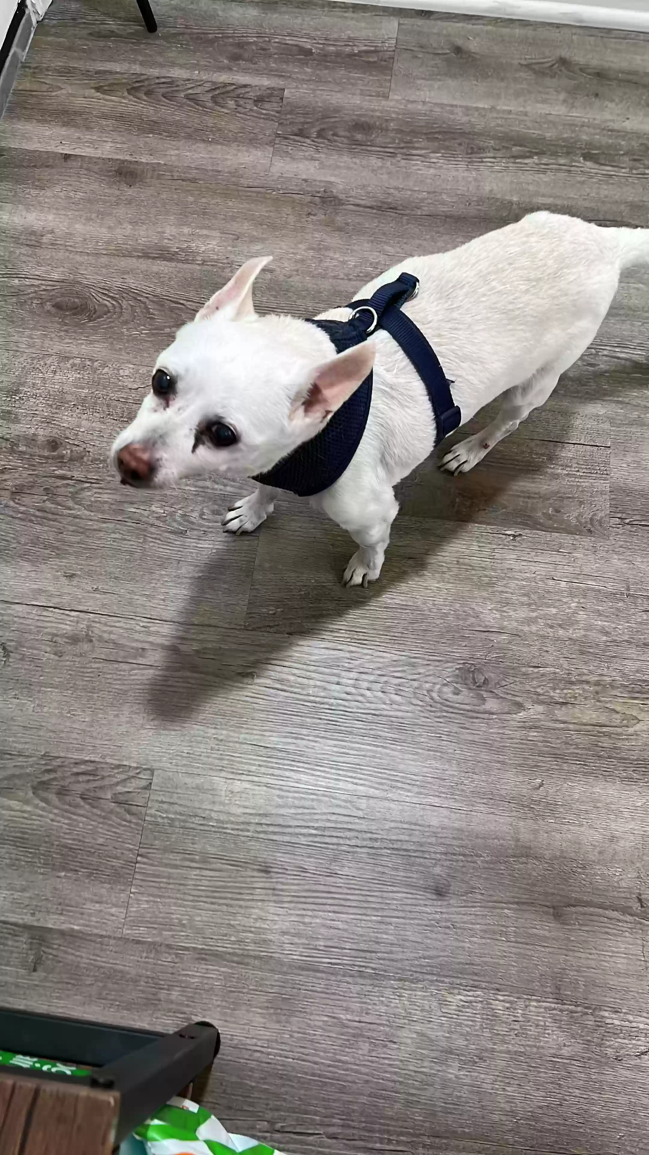 adoptable Dog in Sherman Oaks,CA named Taco