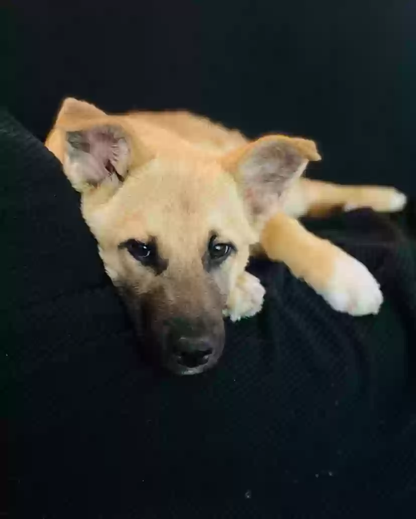adoptable Dog in Glendale,AZ named Rocky