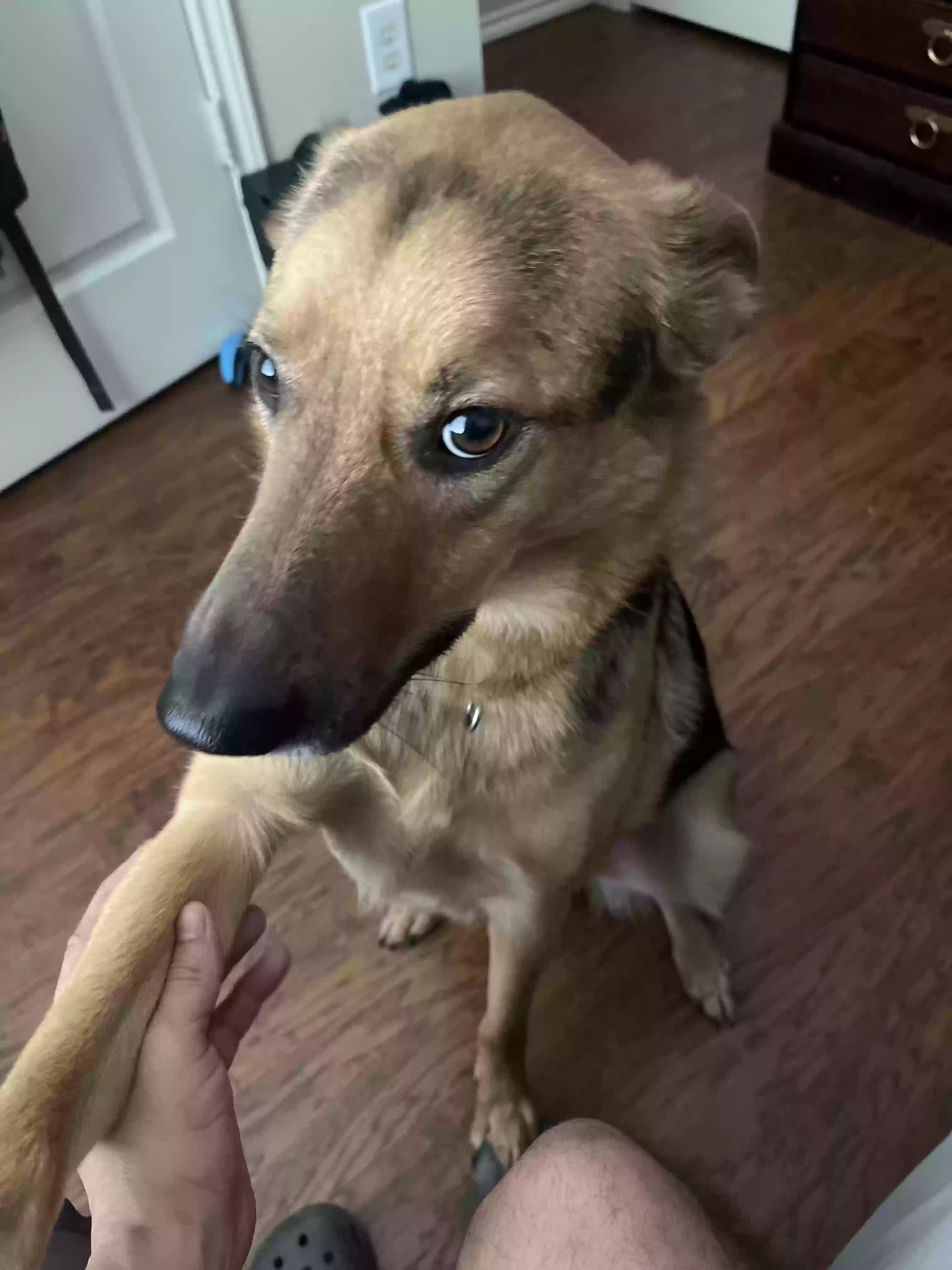 adoptable Dog in Spring,TX named Noah