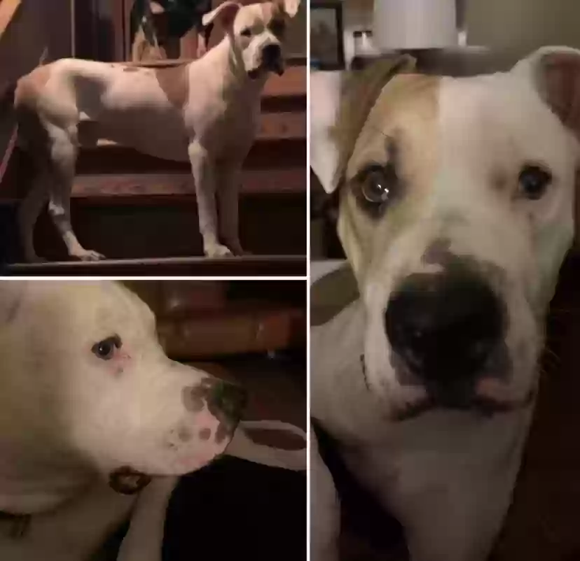 adoptable Dog in Senoia,GA named Gus