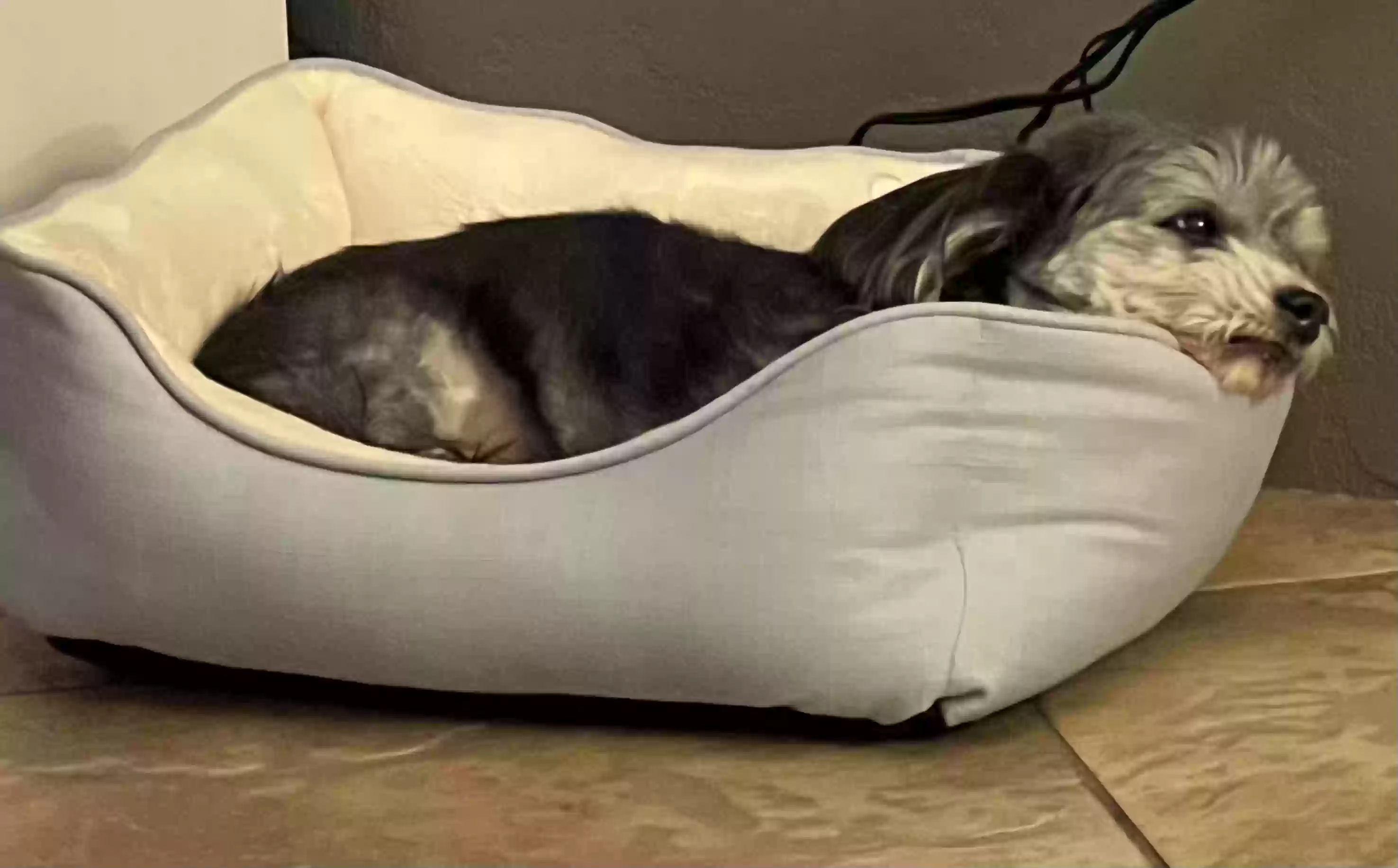 adoptable Dog in Prescott Valley,AZ named Buddy (Bj)