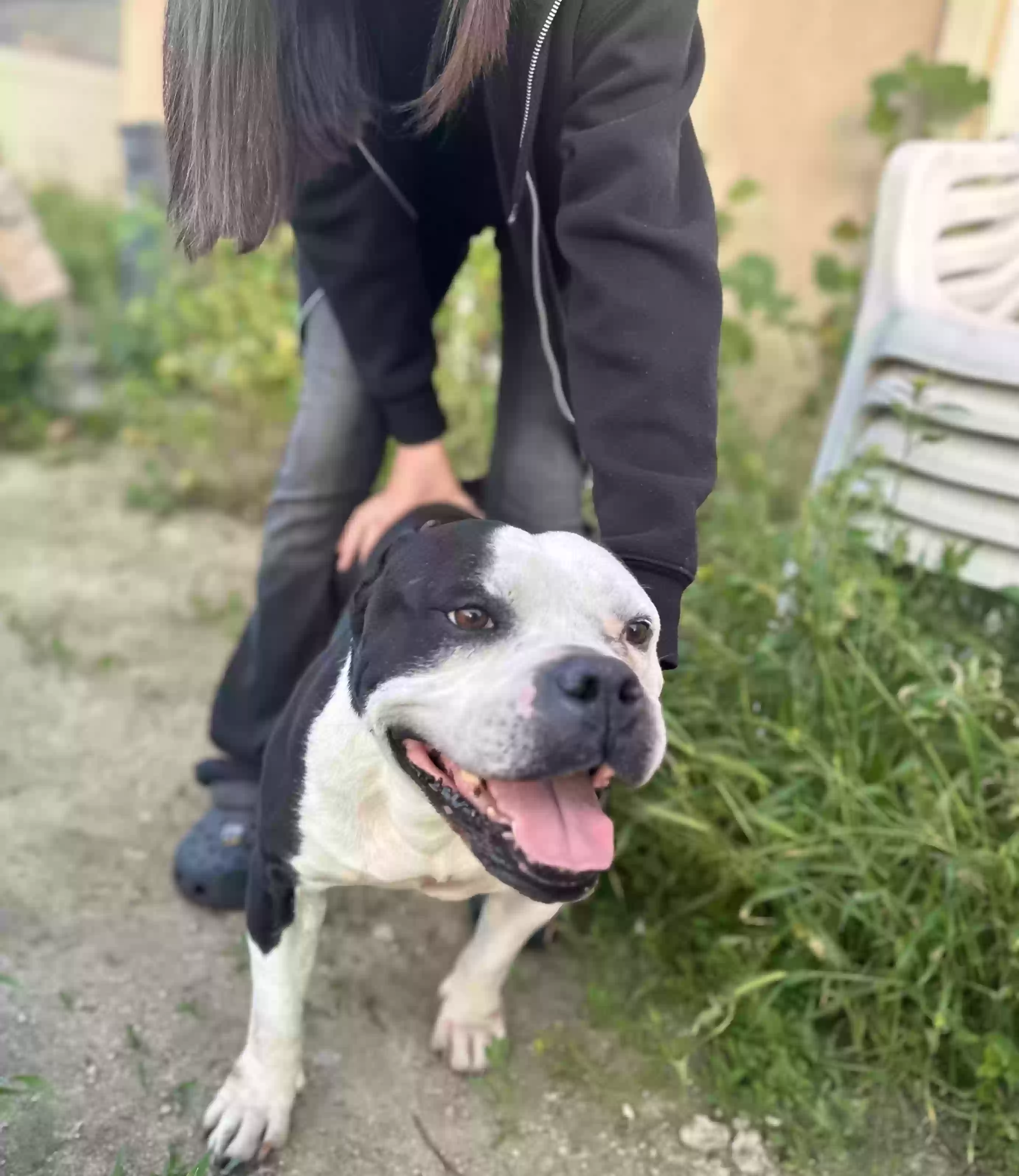 adoptable Dog in San Jacinto,CA named 