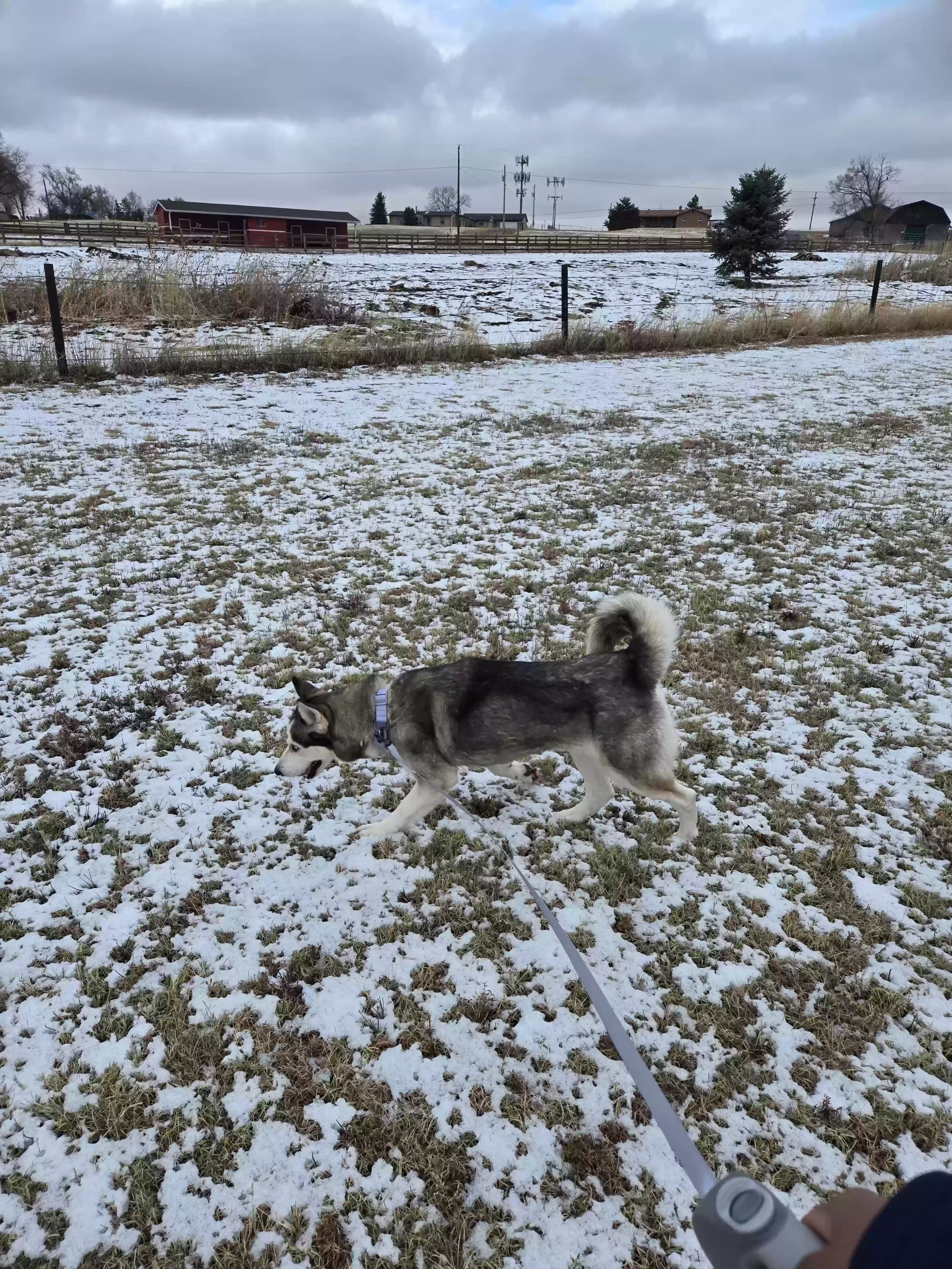 adoptable Dog in Colorado Springs,CO named Luna