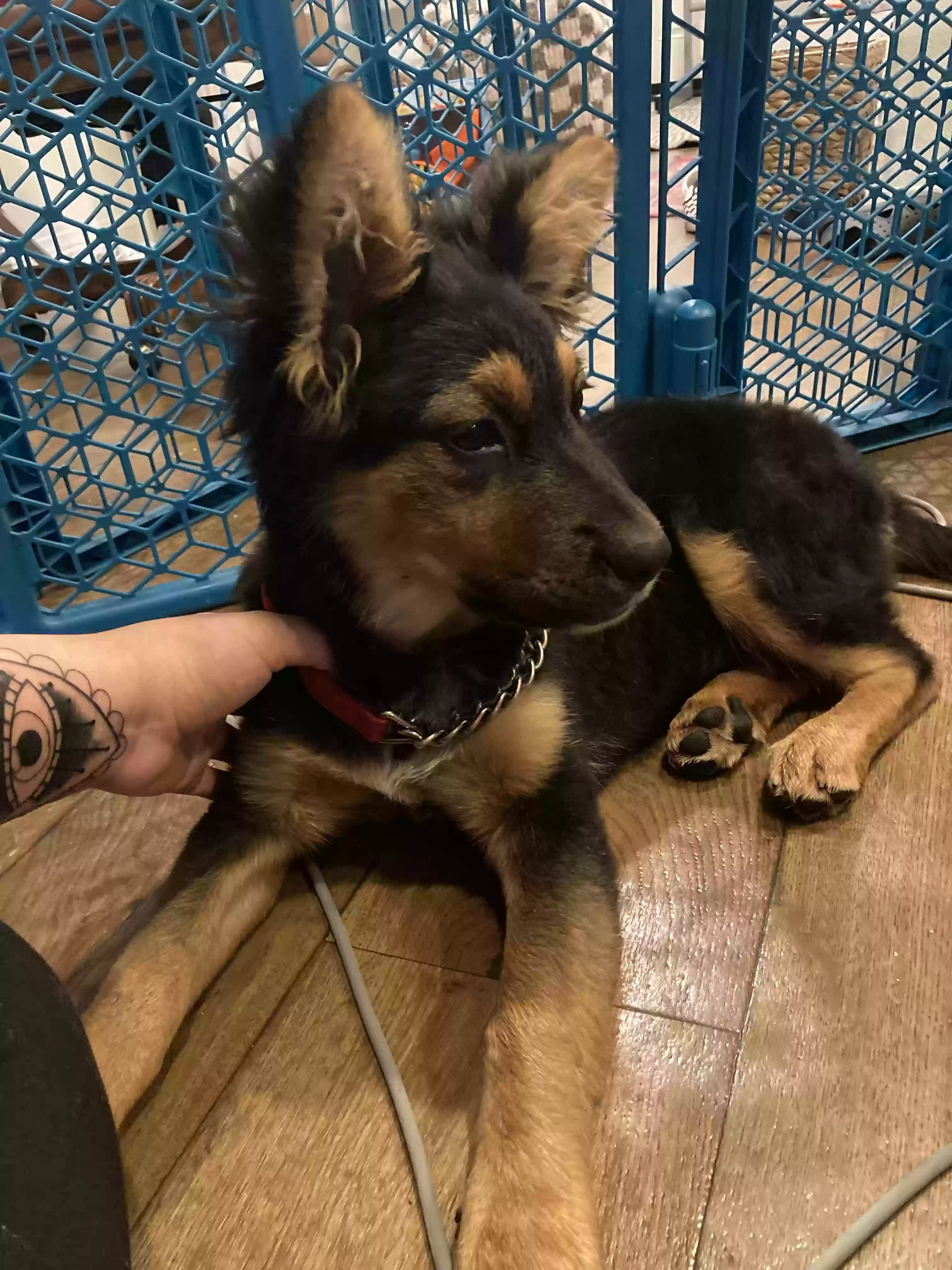adoptable Dog in San Jacinto,CA named Rosie