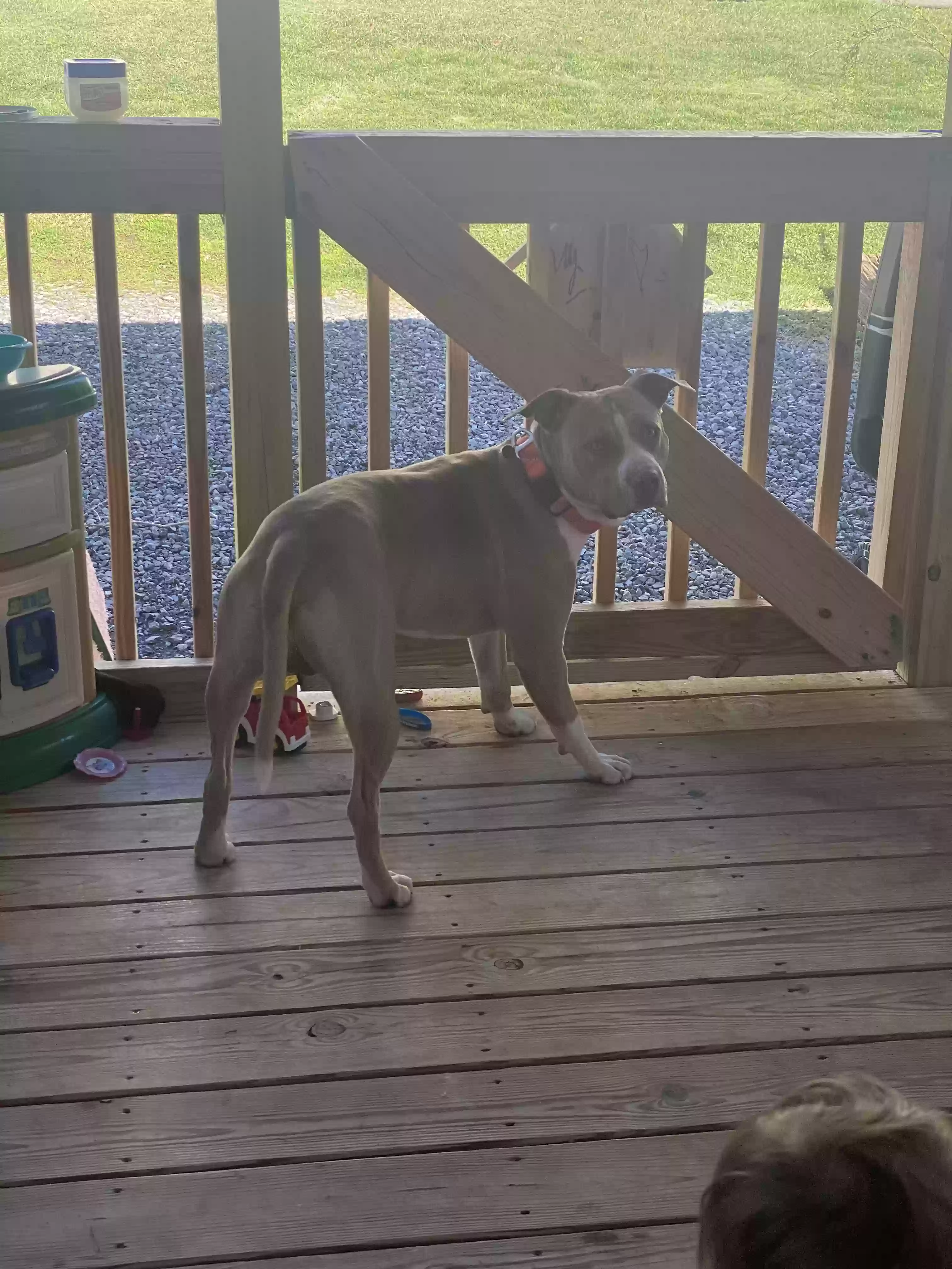 adoptable Dog in Kingsport,TN named 