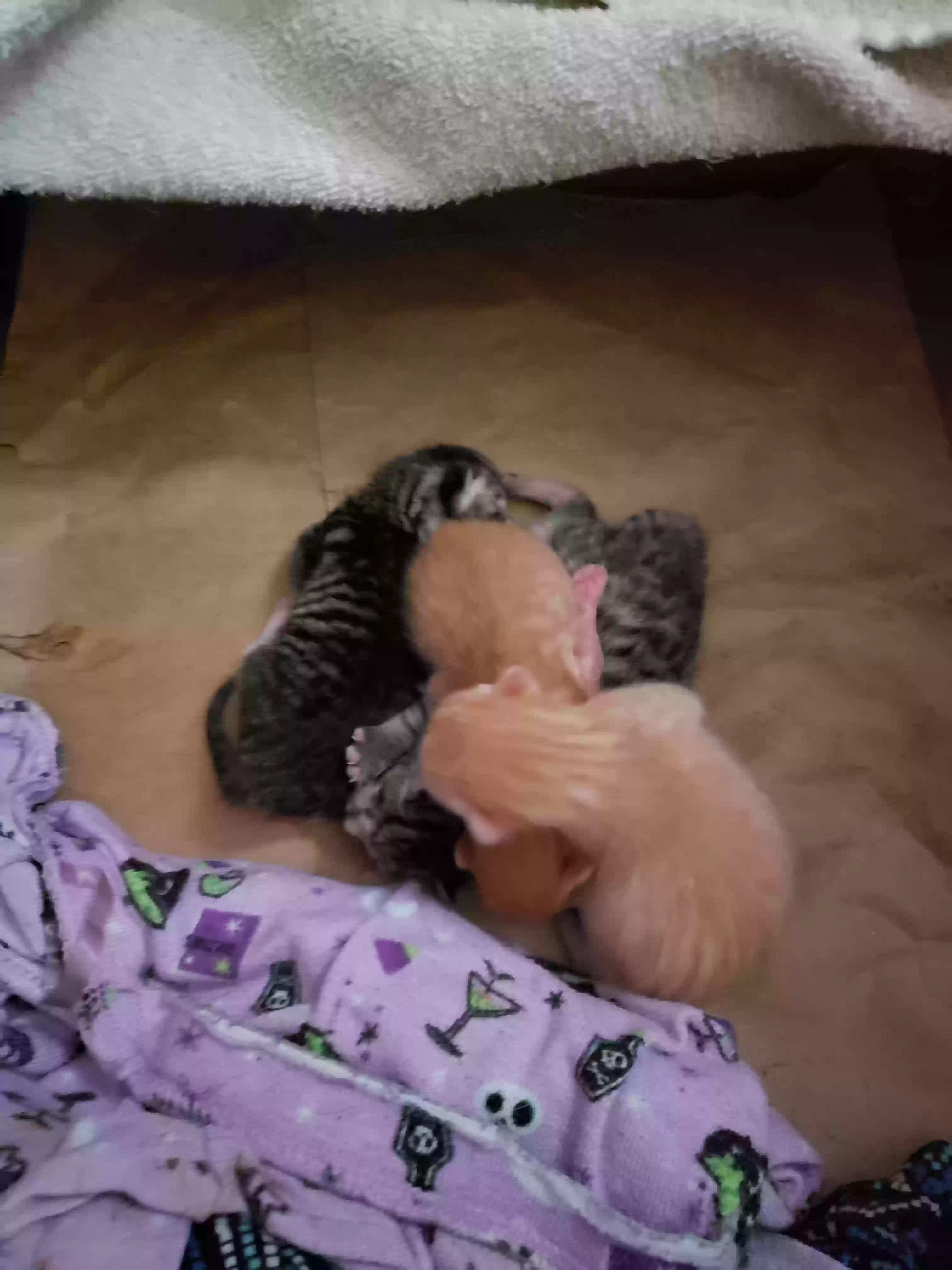 adoptable Cat in Poplar Bluff,MO named 4 Newborns born 03/13/2024