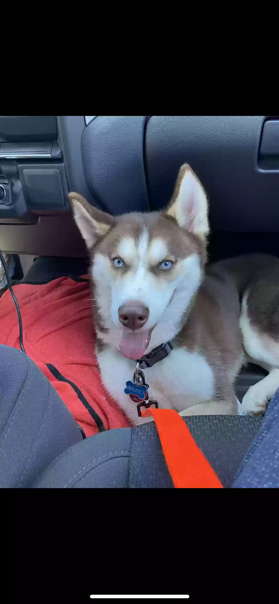 adoptable Dog in Union City,GA named Bruno