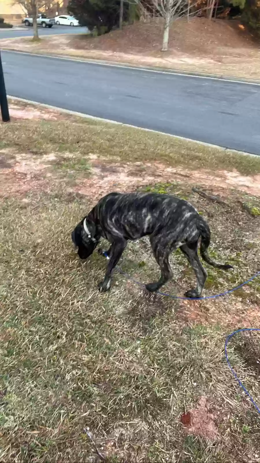 adoptable Dog in Gainesville,GA named Athena
