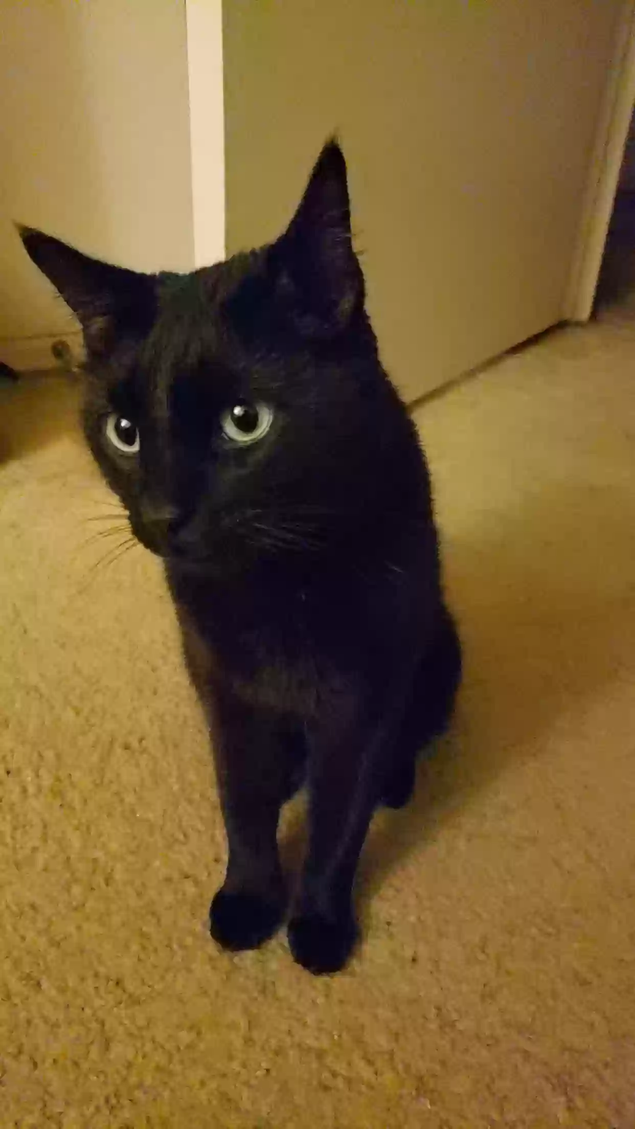 adoptable Cat in Phoenix,AZ named Osiris