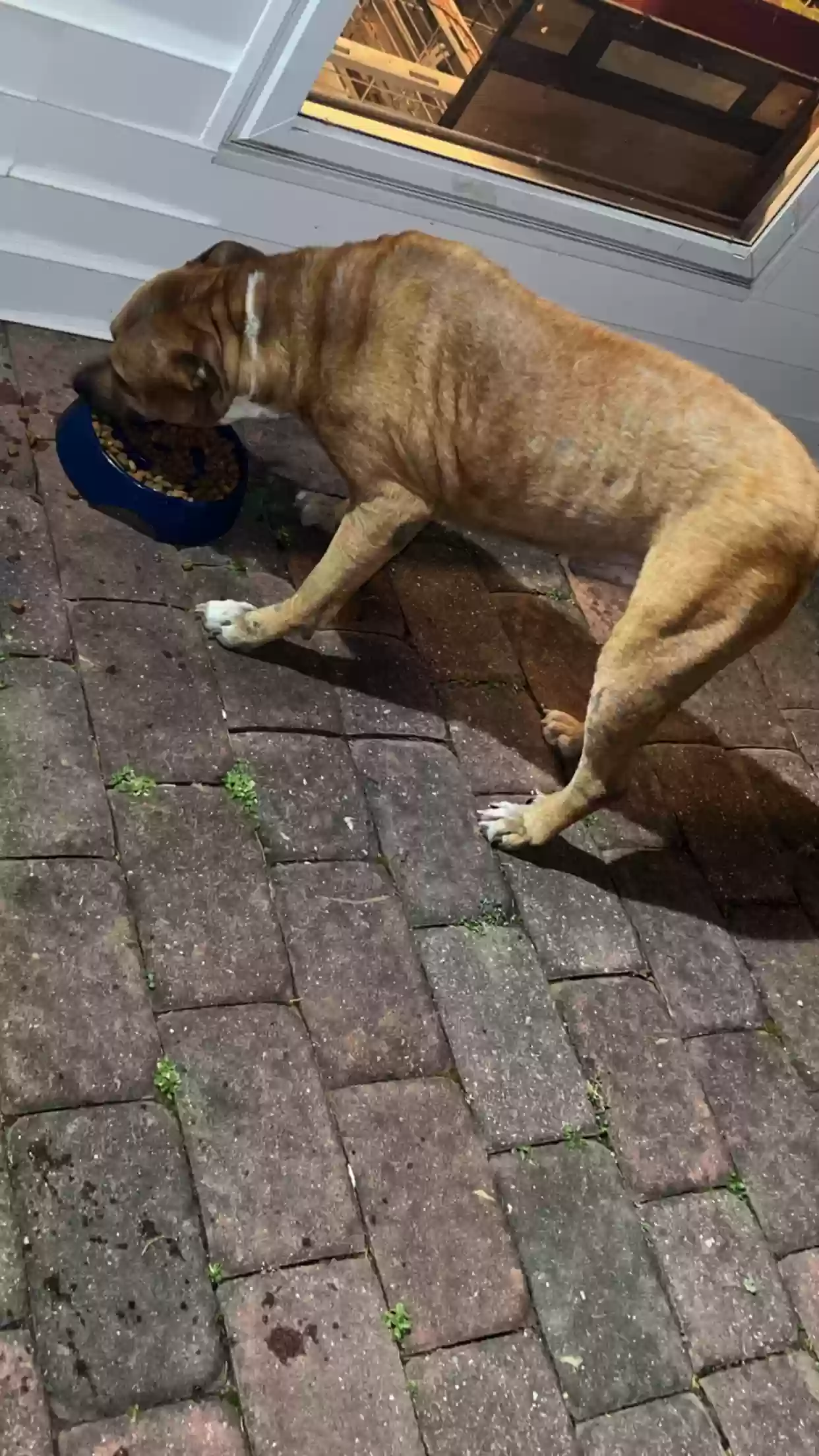 adoptable Dog in Wilmington,DE named Milo