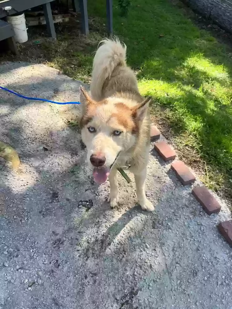 adoptable Dog in Fairburn,GA named Drago
