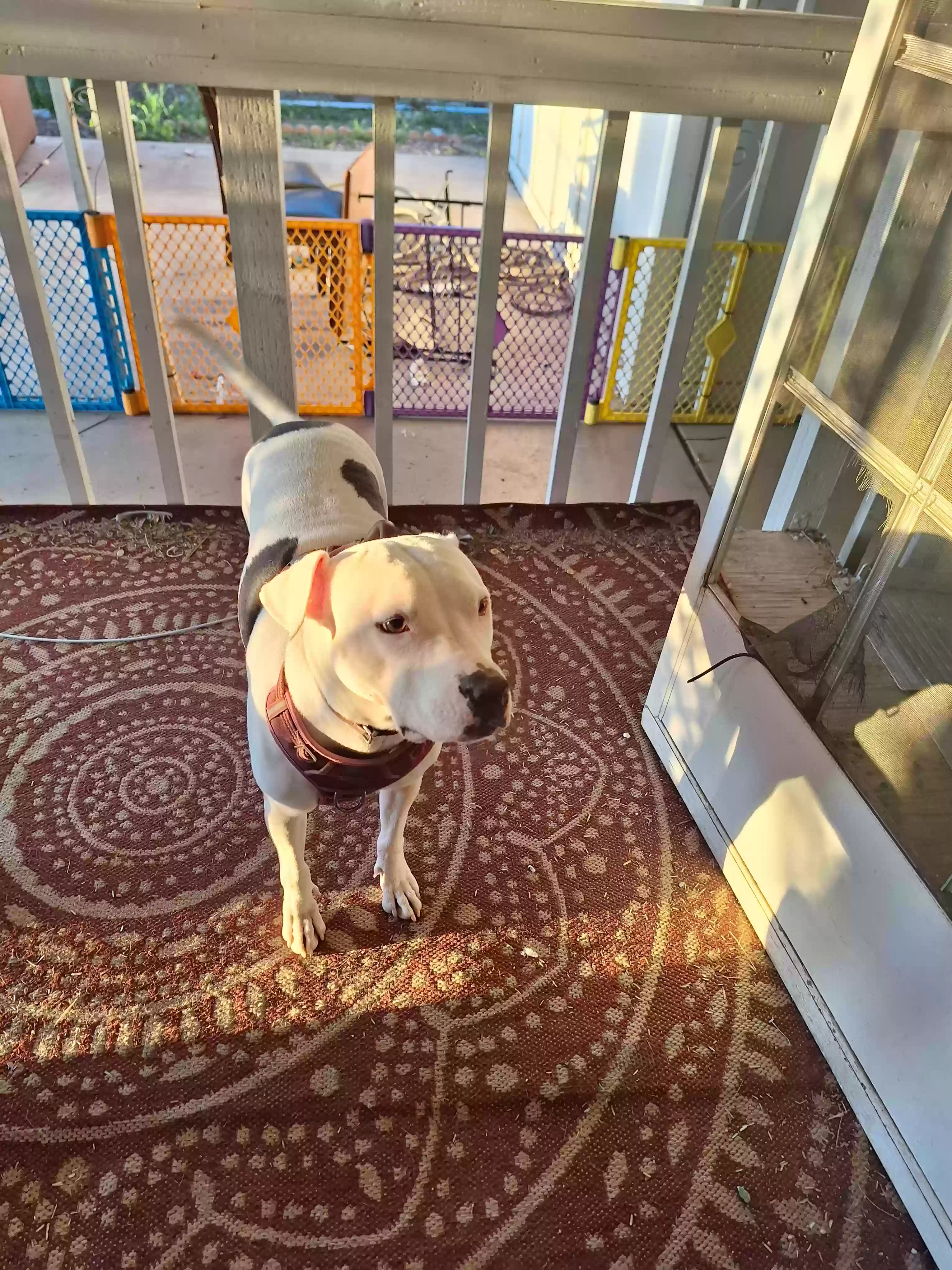 adoptable Dog in Mesa,AZ named Luna