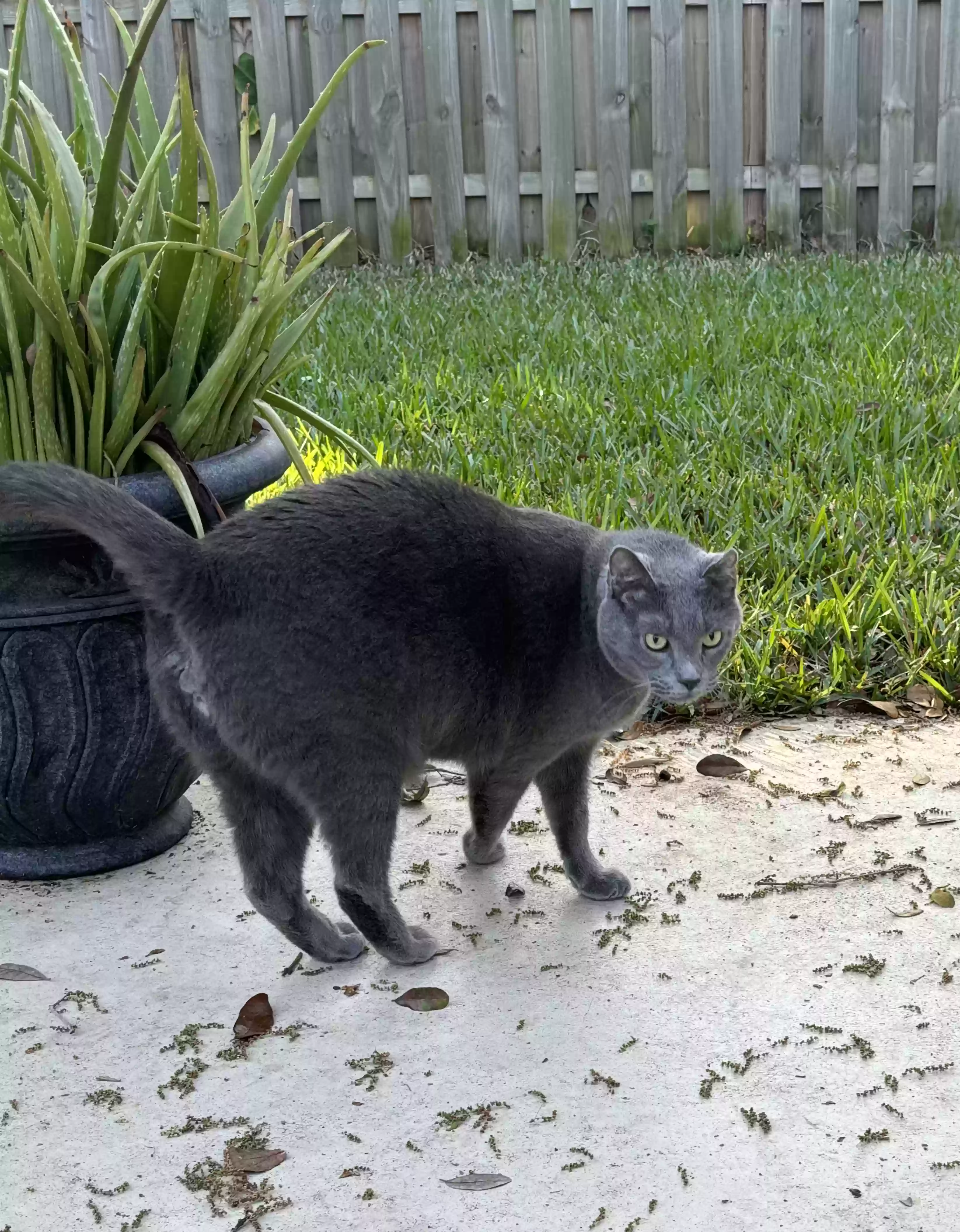 adoptable Cat in Saint Johns,FL named Pebbles