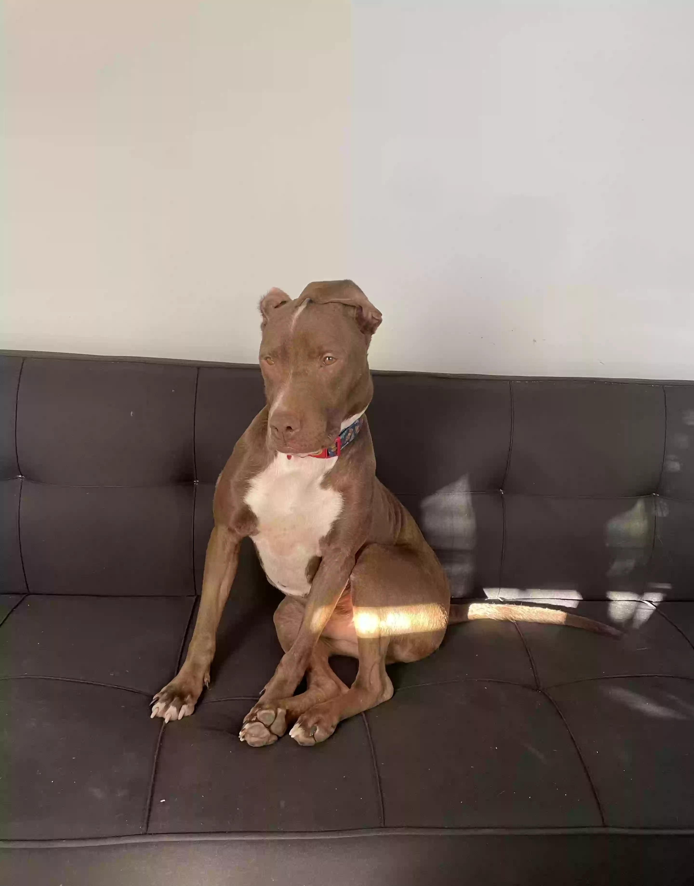 adoptable Dog in Mableton,GA named Brownie