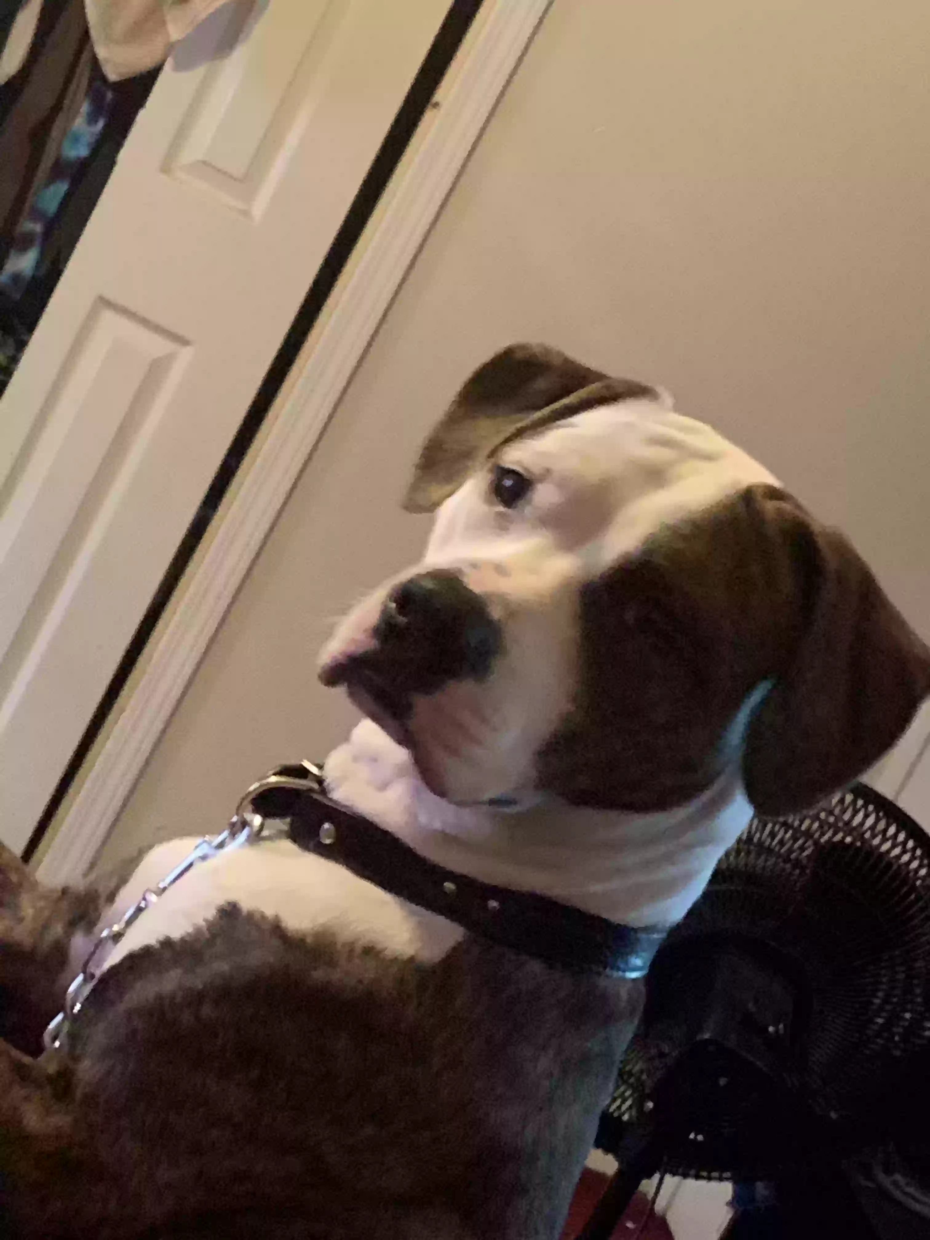 adoptable Dog in Rex,GA named Buddy