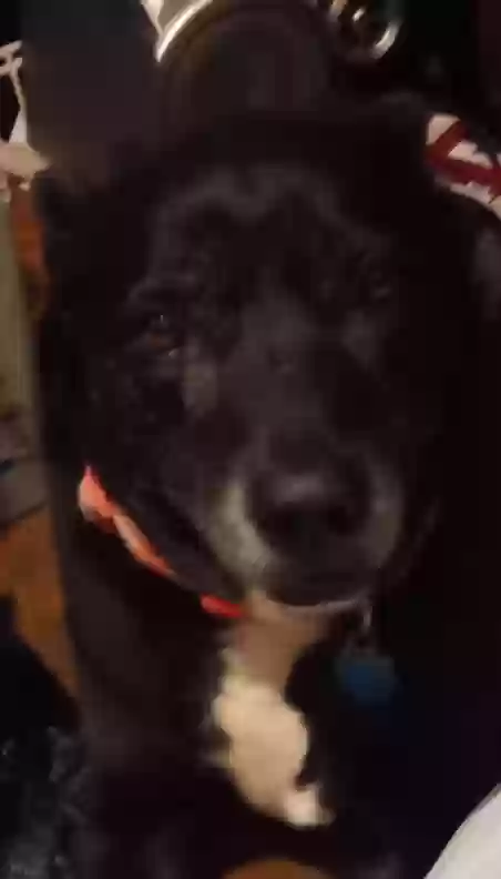 adoptable Dog in Baltimore,MD named Tornado