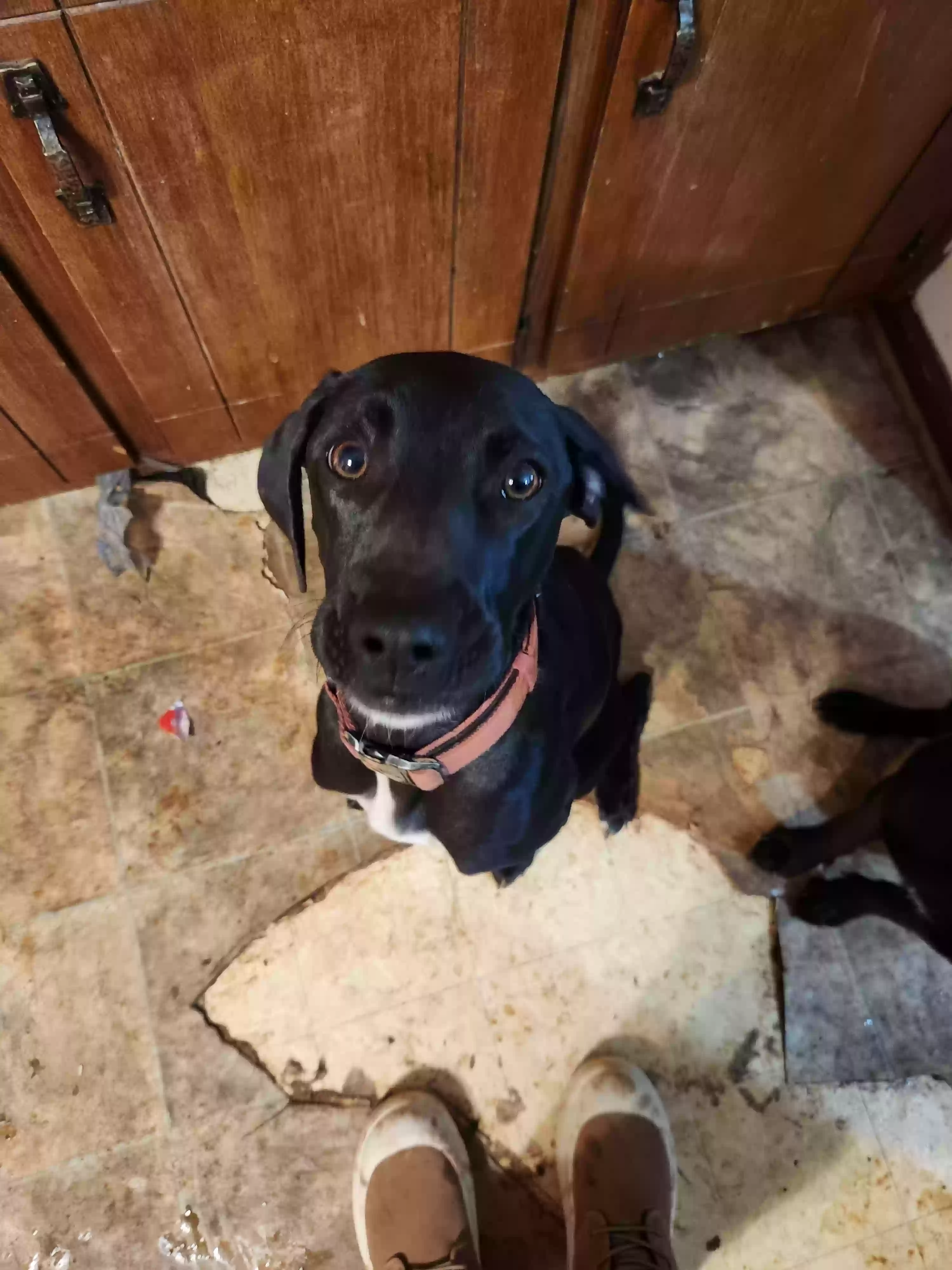 adoptable Dog in Covington,GA named Annabeth