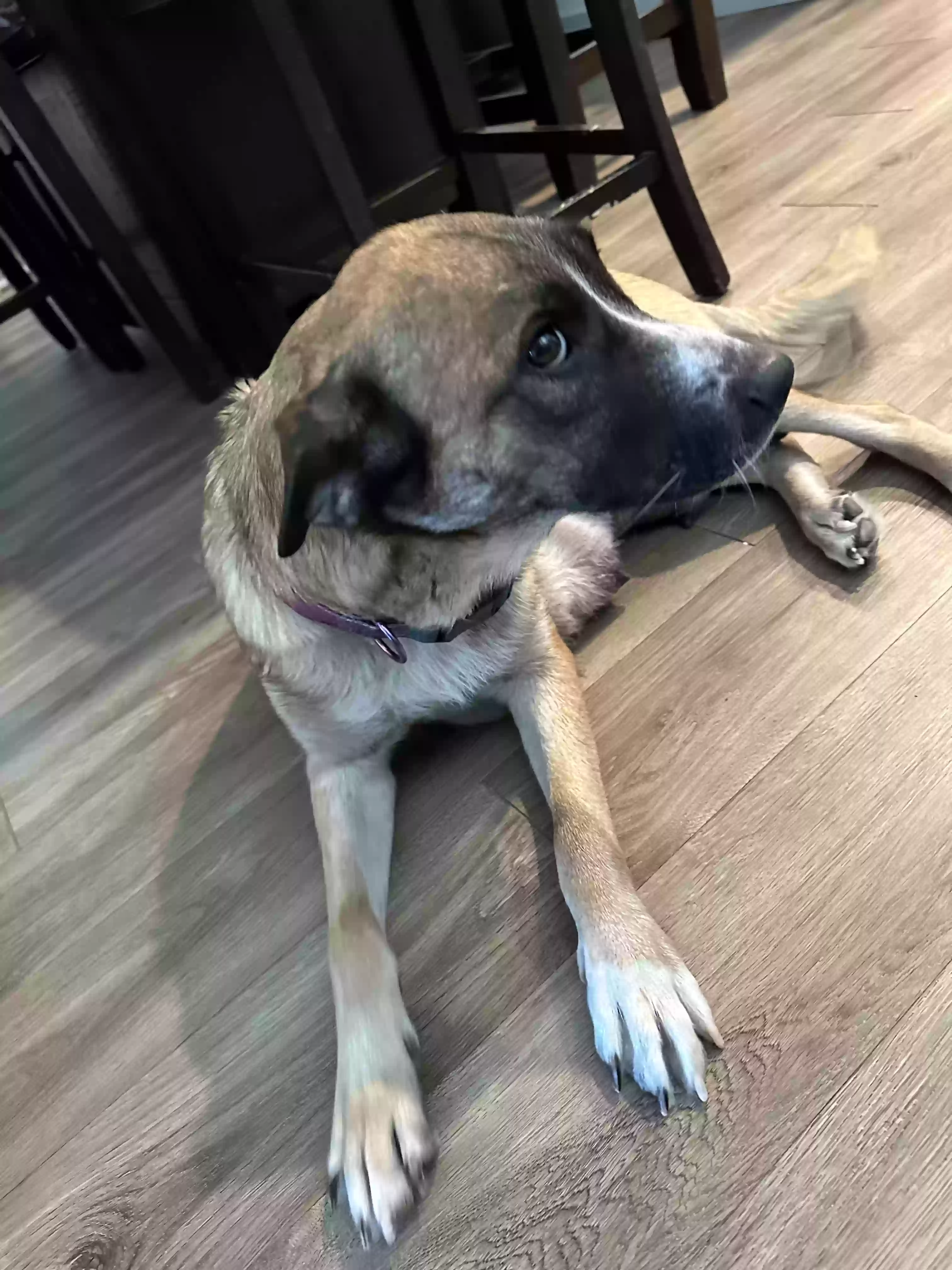 adoptable Dog in Buckeye,AZ named Artemis