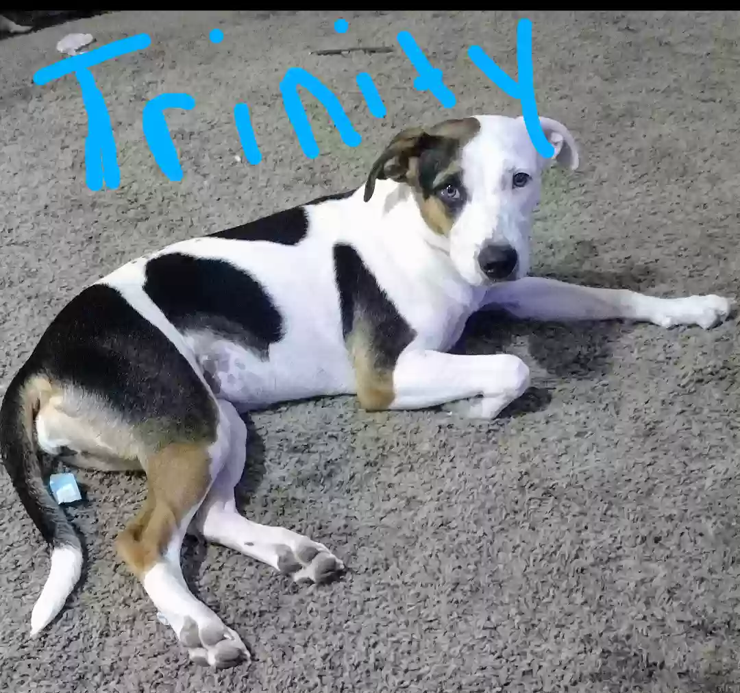 adoptable Dog in Buckeye,AZ named Trinity