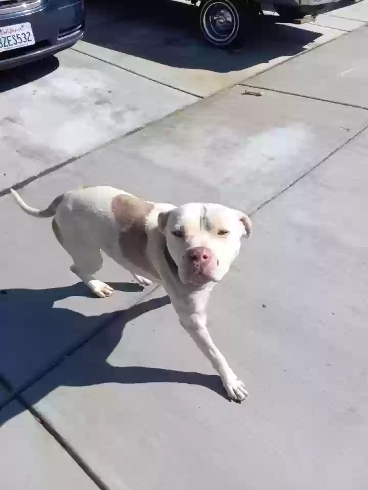 adoptable Dog in Victorville,CA named Cody