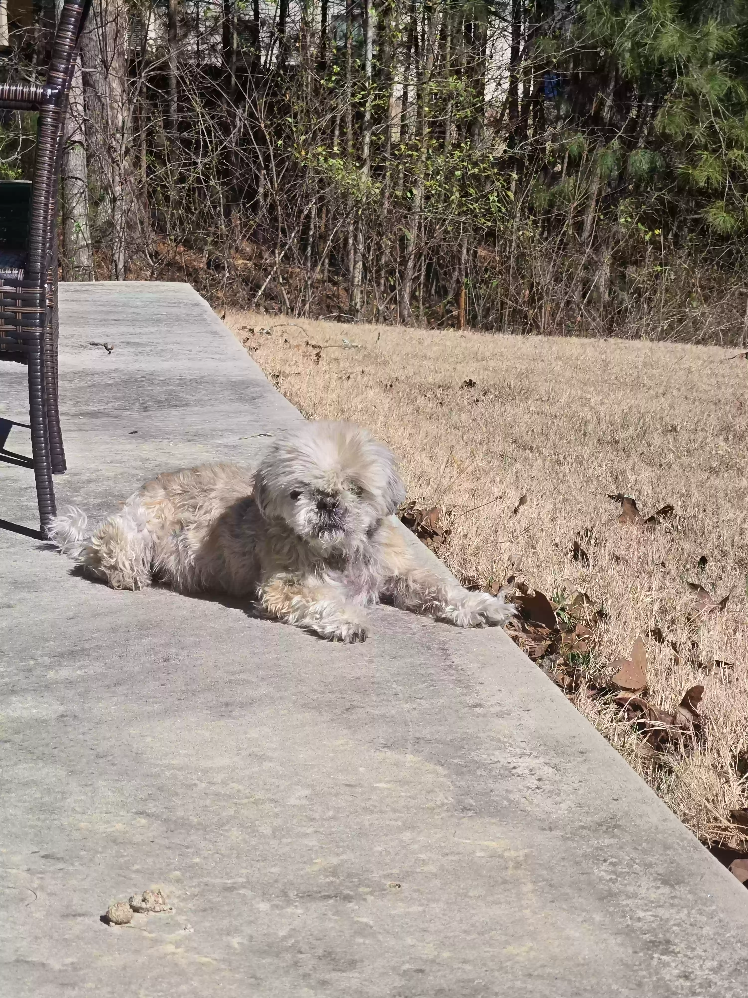 adoptable Dog in Douglasville,GA named Reo
