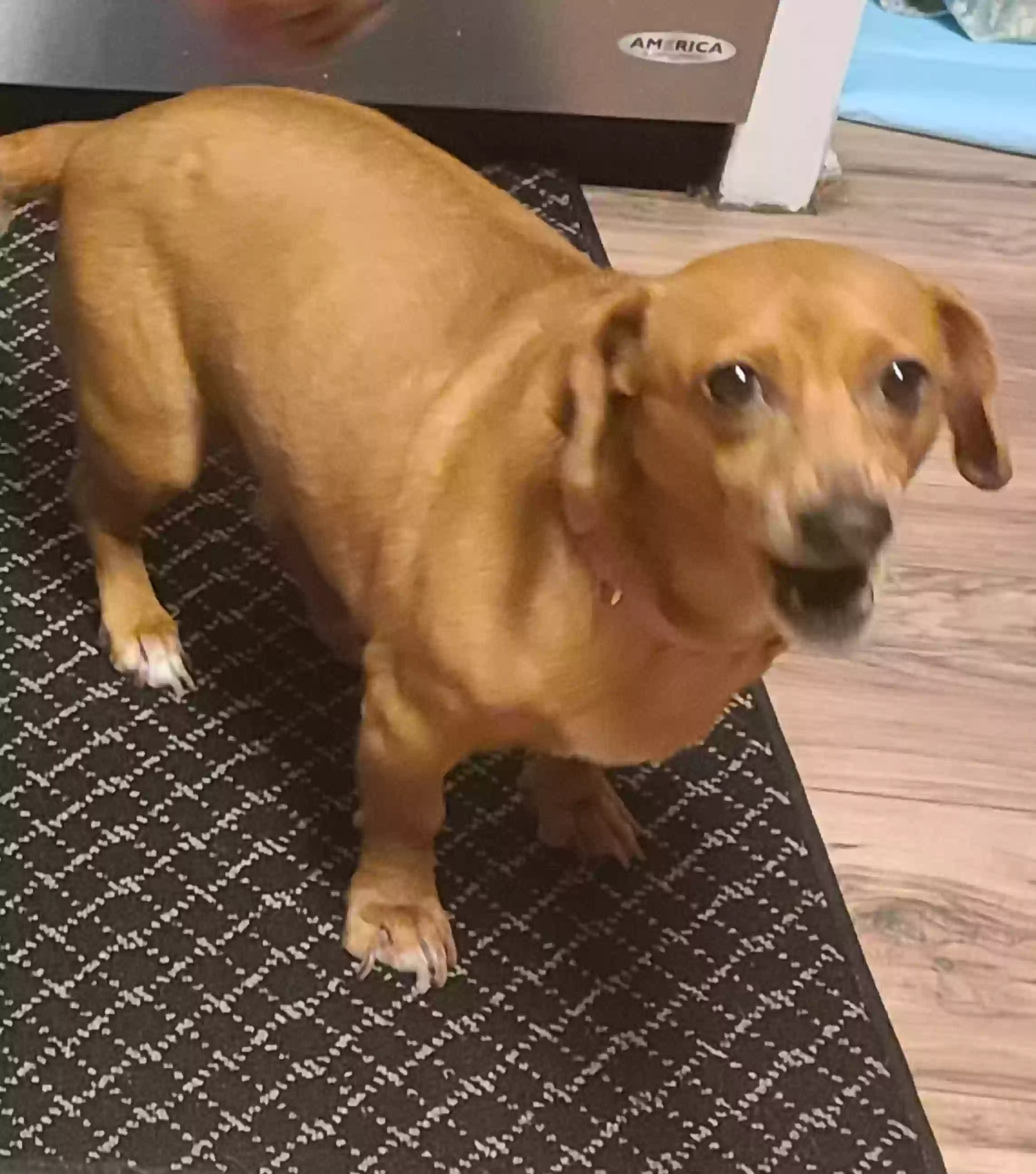 adoptable Dog in Lithonia,GA named Ginger( GiGi)