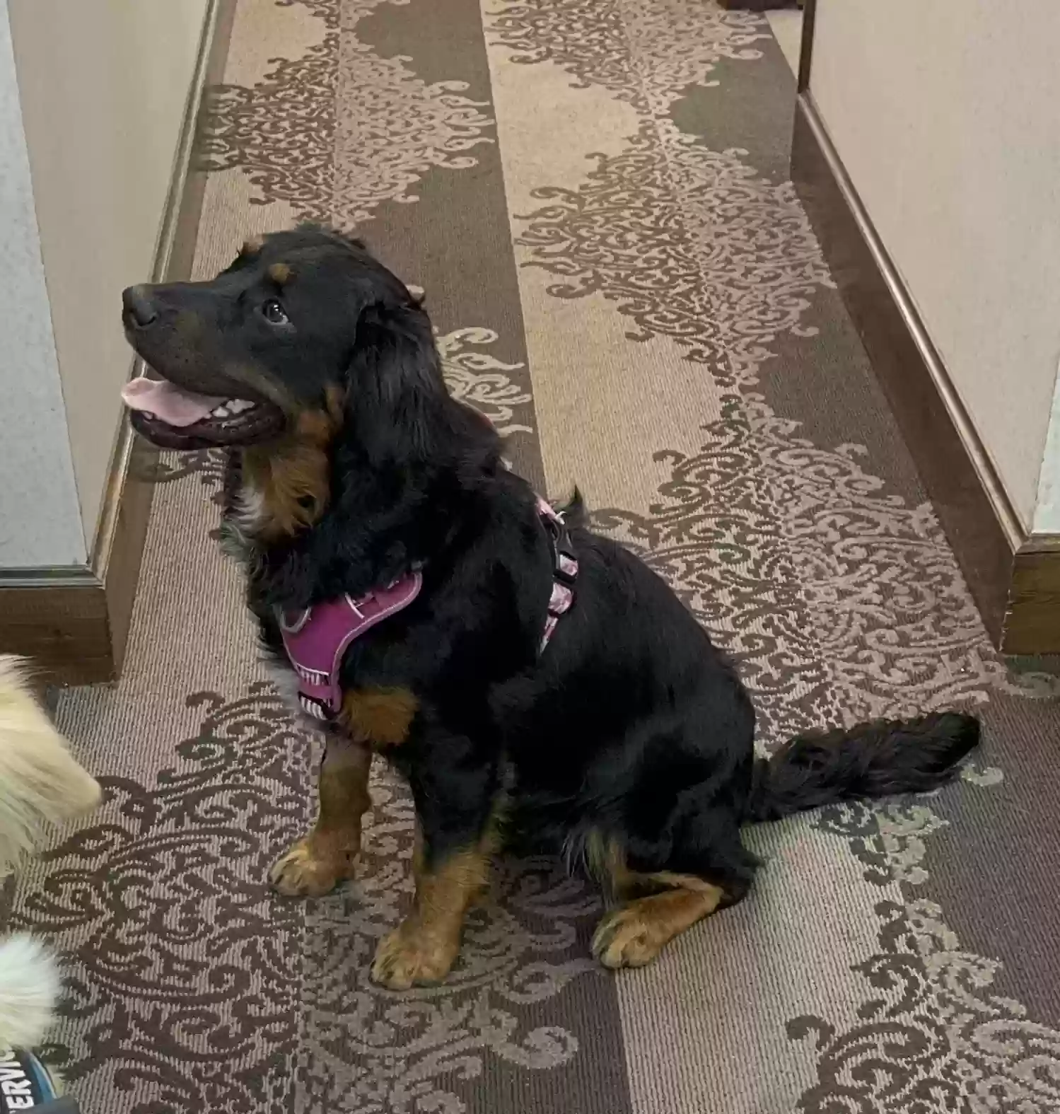 adoptable Dog in Manchester,TN named Oscar
