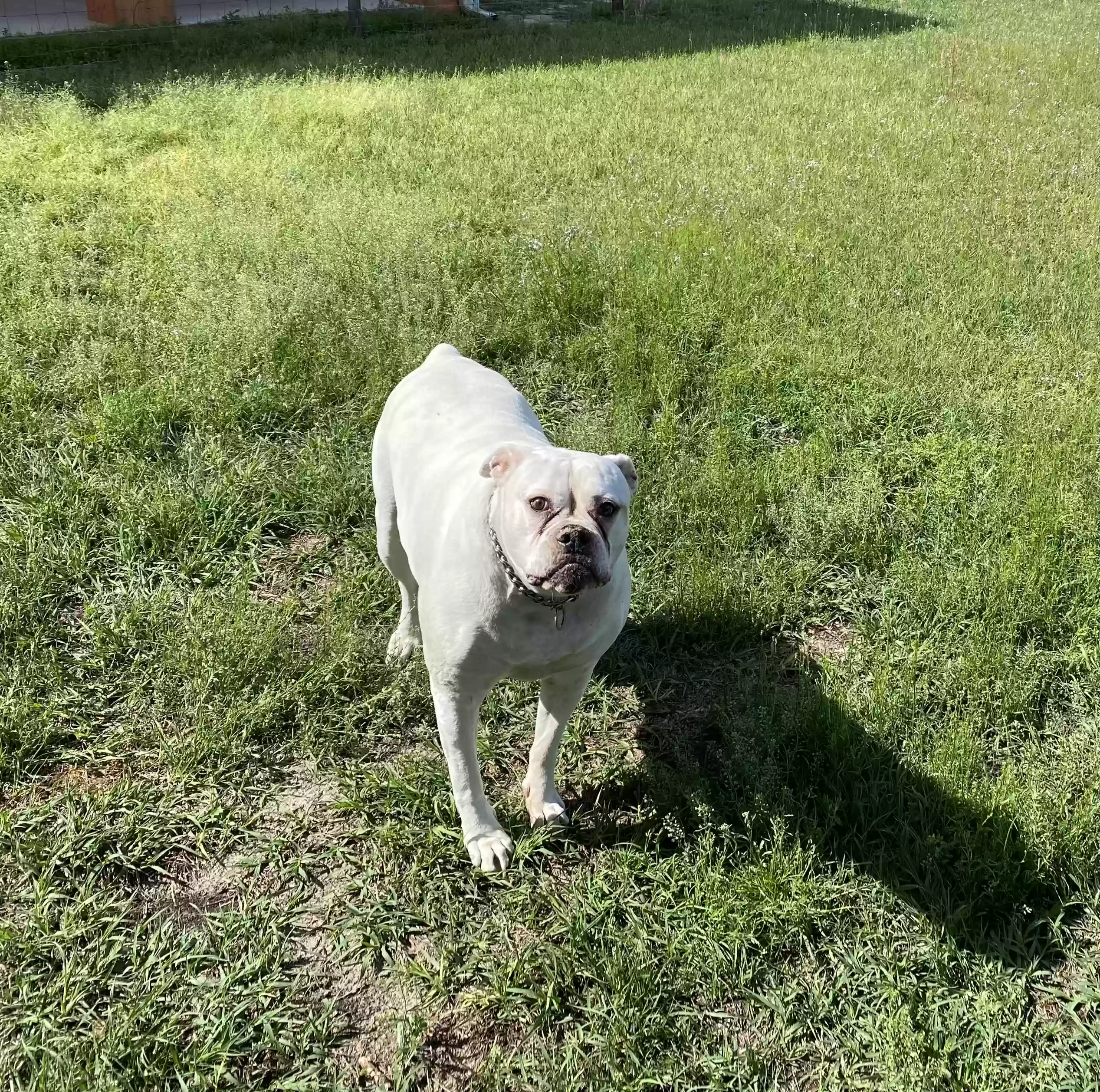 adoptable Dog in Live Oak,FL named Abbie
