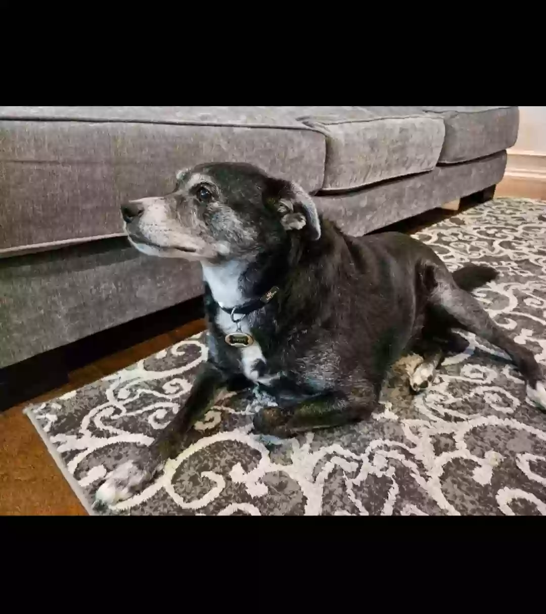 adoptable Dog in Arlington,TX named Harley