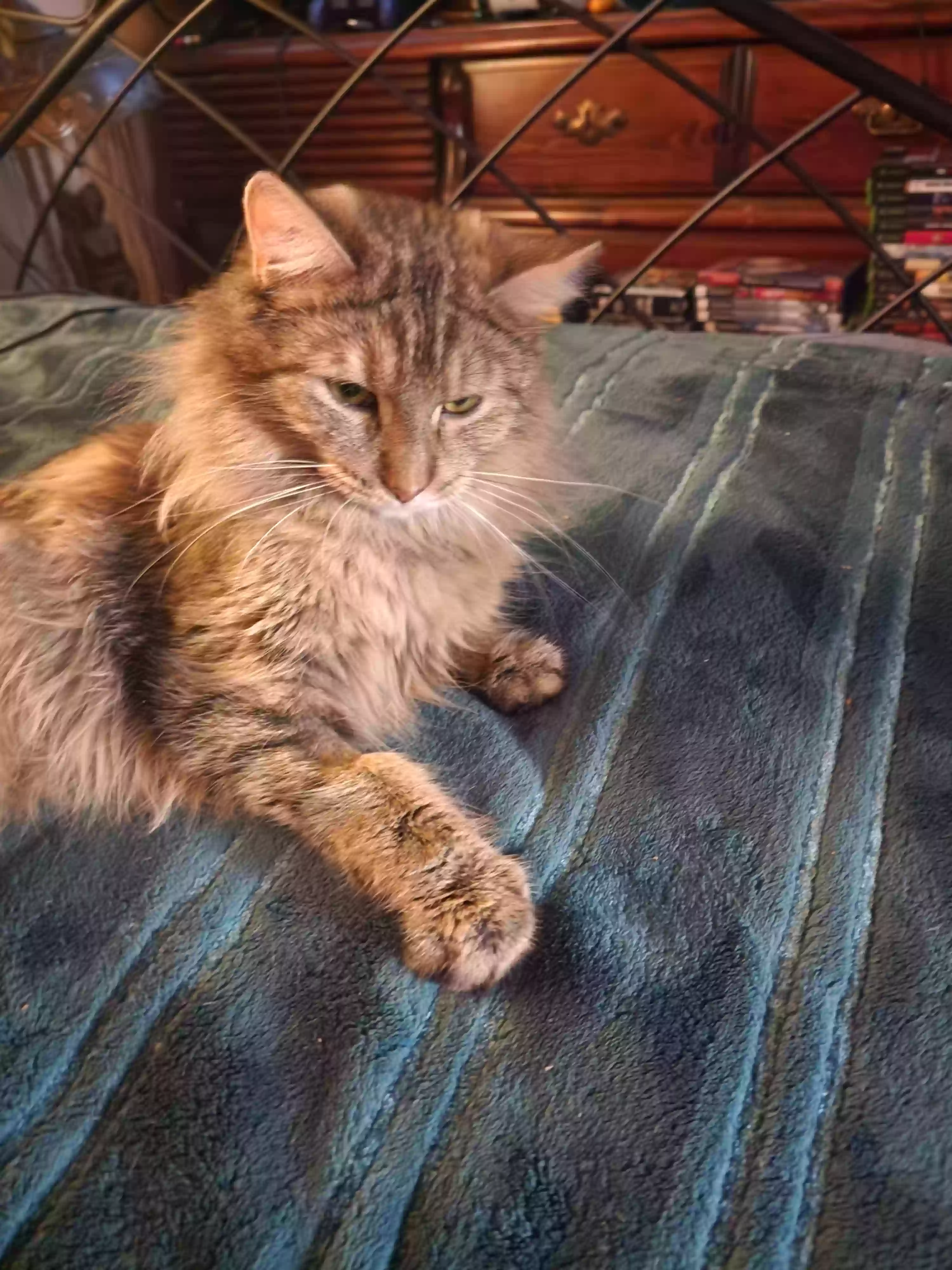adoptable Cat in Sheboygan,WI named Charlie