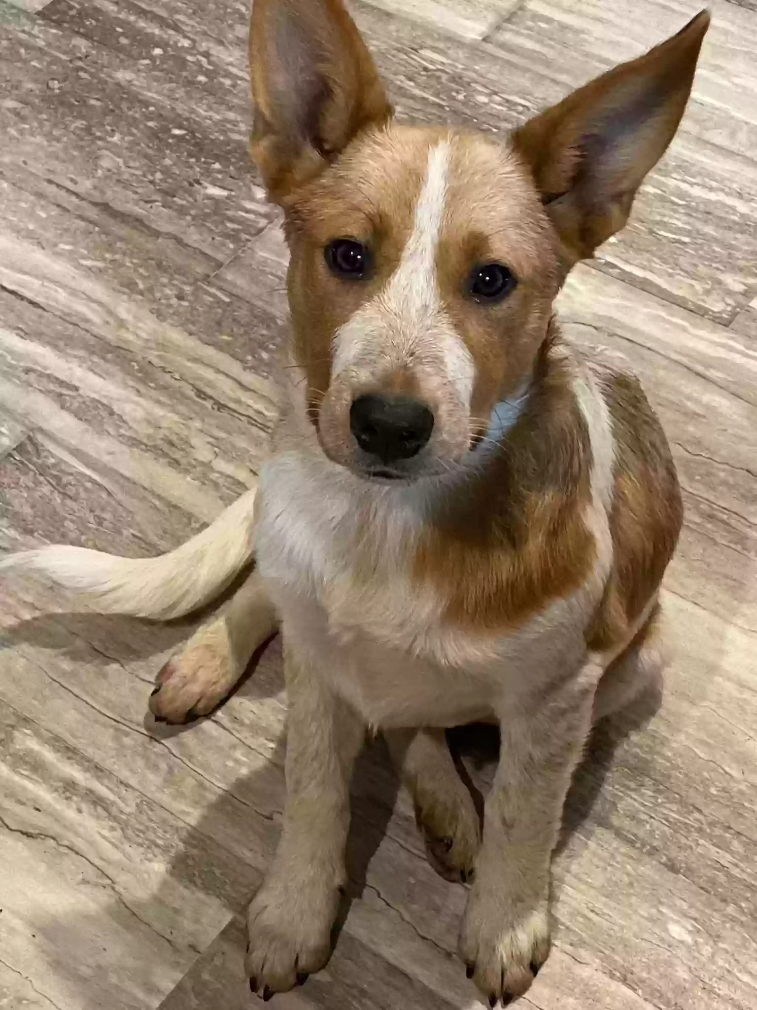 adoptable Dog in Silsbee,TX named Maverick