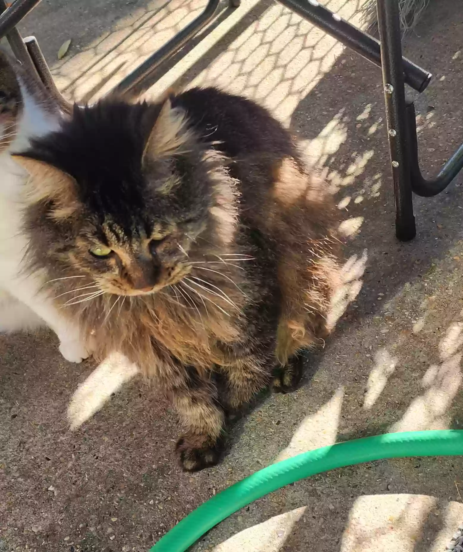 adoptable Cat in Biloxi,MS named Gimp
