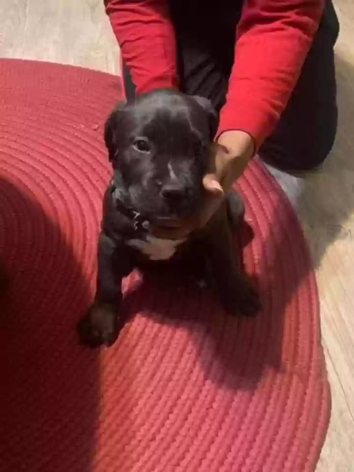 adoptable Dog in Valrico,FL named prince