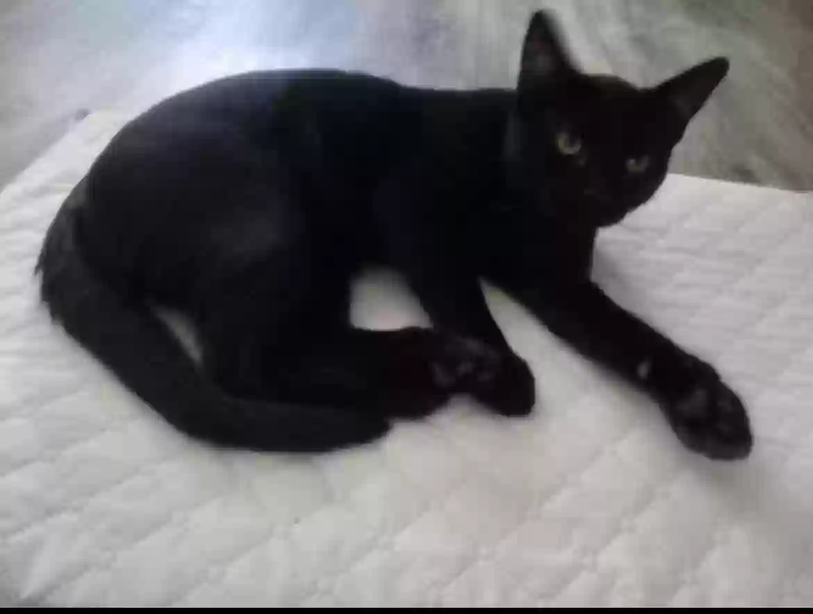 adoptable Cat in Glendale,AZ named Kitten