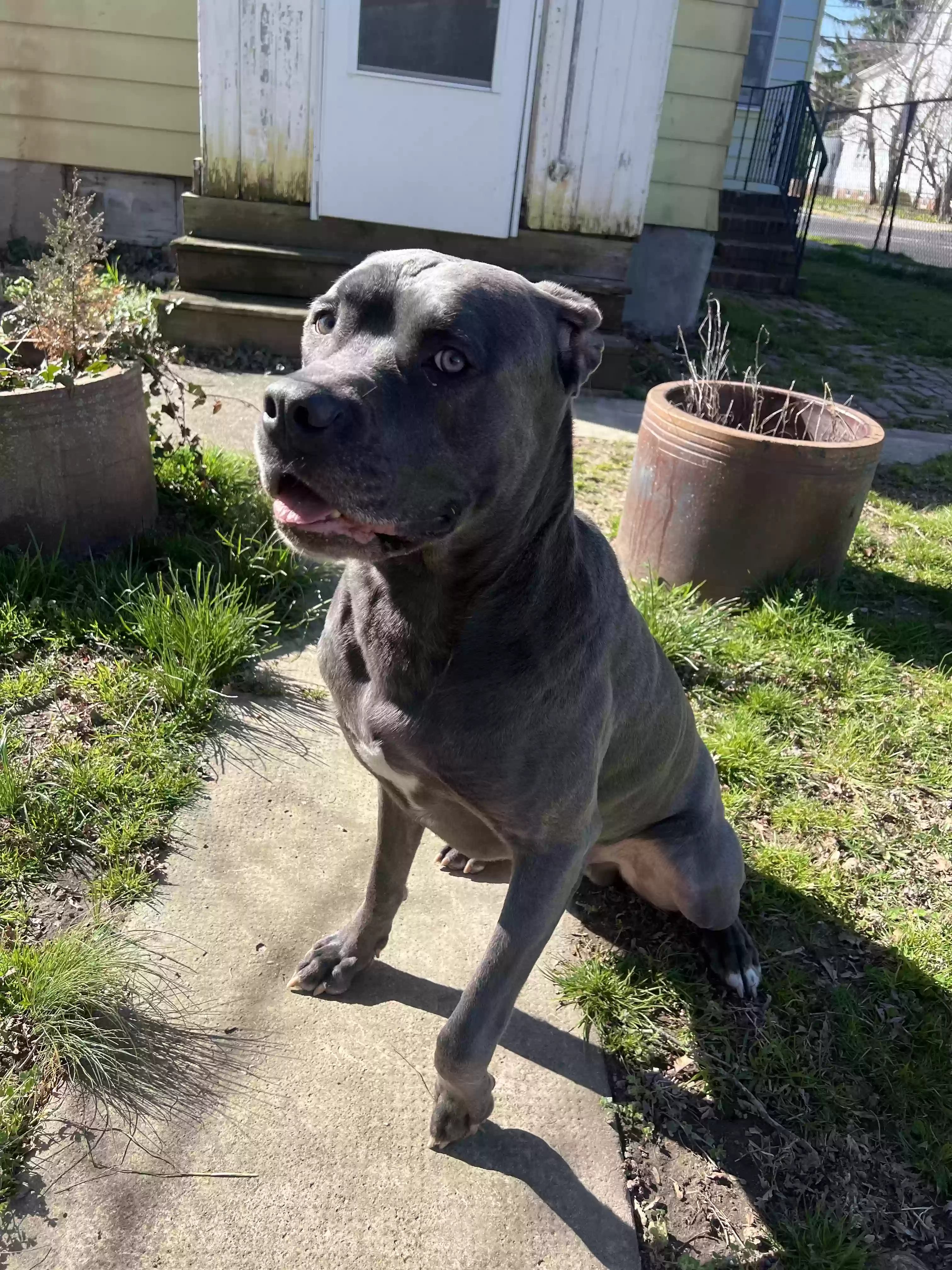 adoptable Dog in Hampton,NJ named Harlem