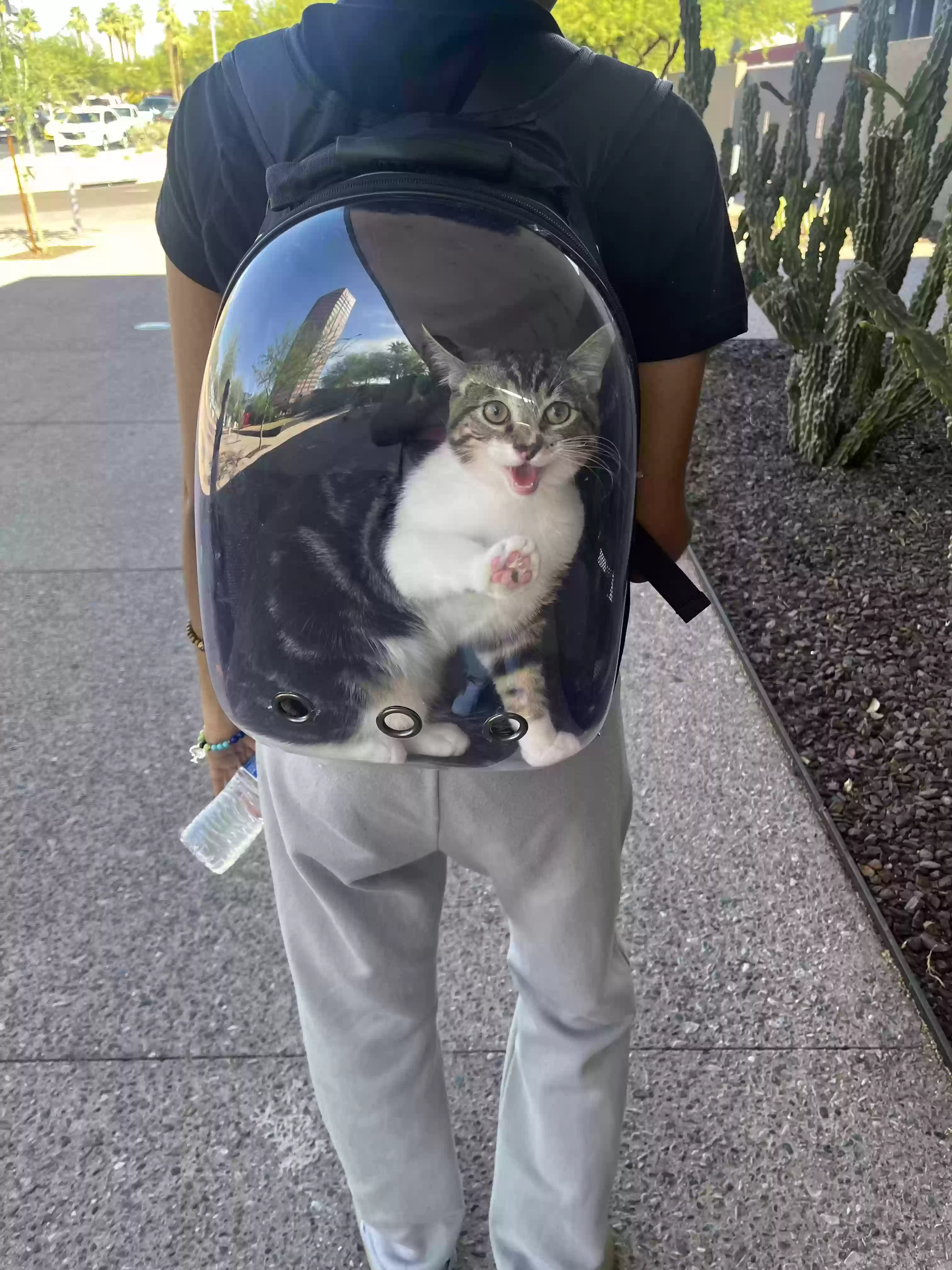 adoptable Cat in Glendale,AZ named Michael
